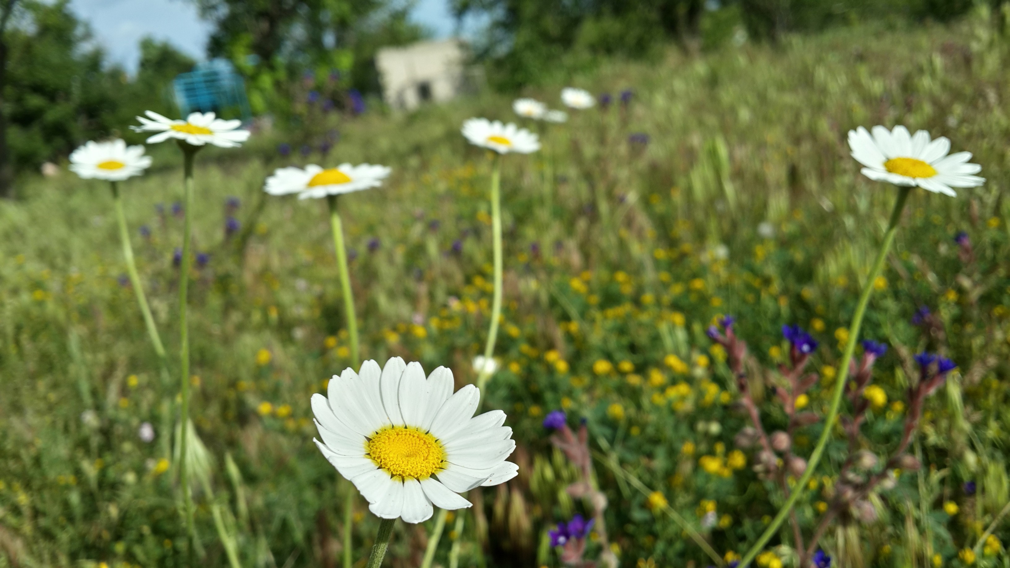 flowers, Grass Wallpapers HD / Desktop and Mobile Backgrounds