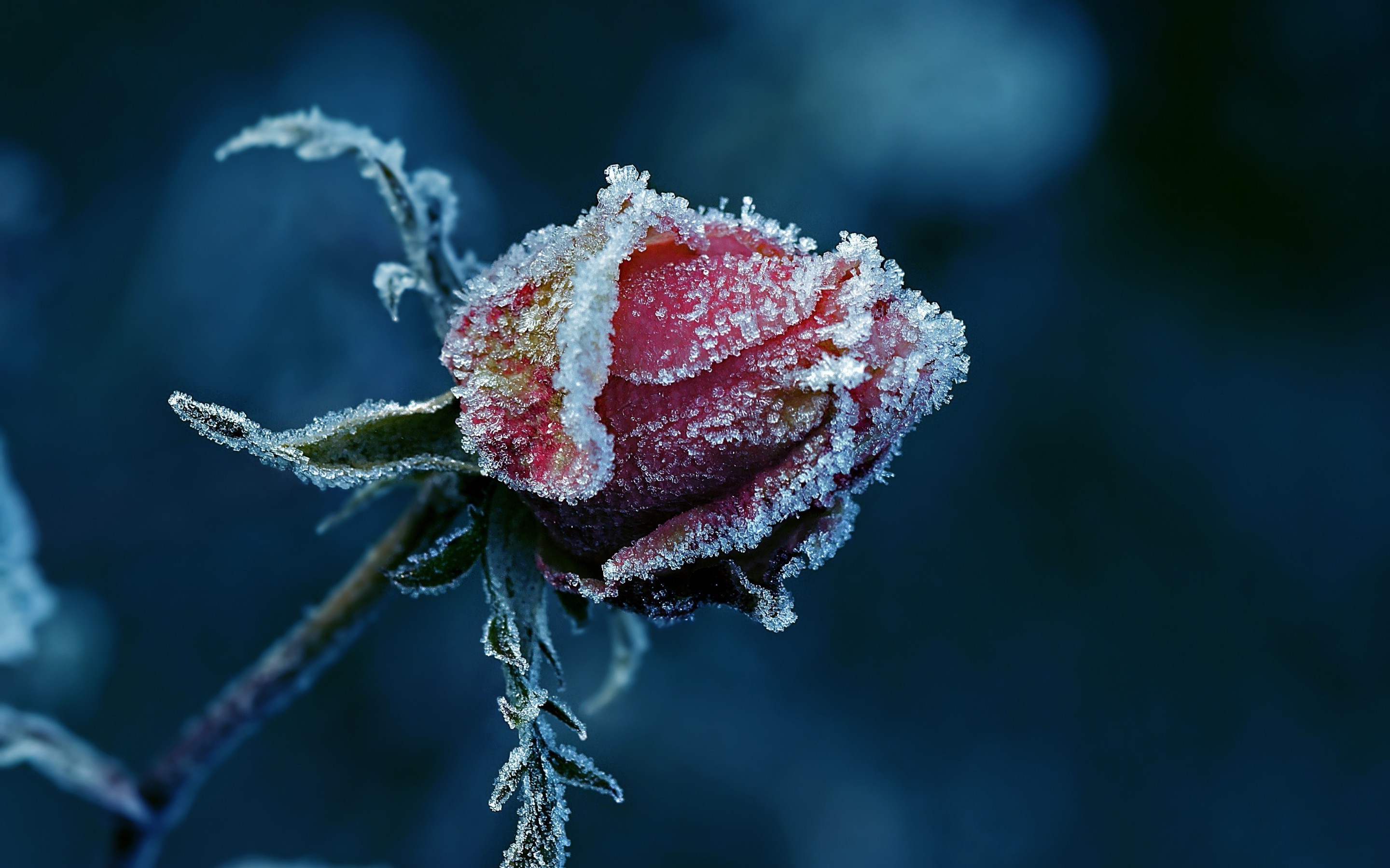 Bông hồng vẫn nở giữa mùa đông