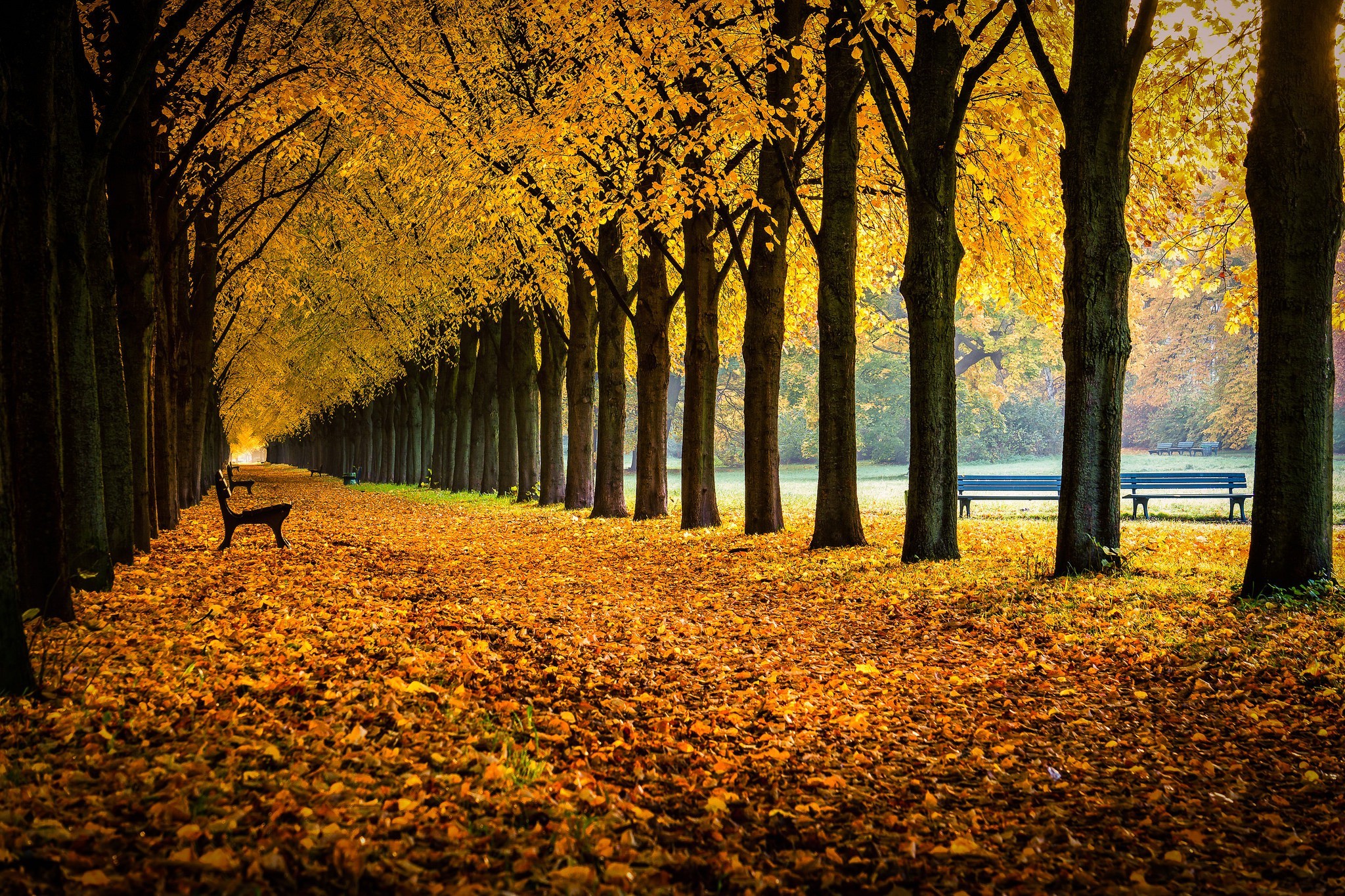 nature, Bench, Fall Wallpapers HD / Desktop and Mobile Backgrounds