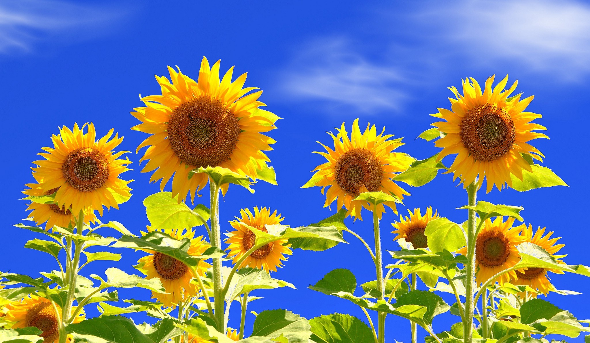 nature, Sunflowers, Flowers, Plants Wallpapers HD ...
 Images Of Nature And Flowers