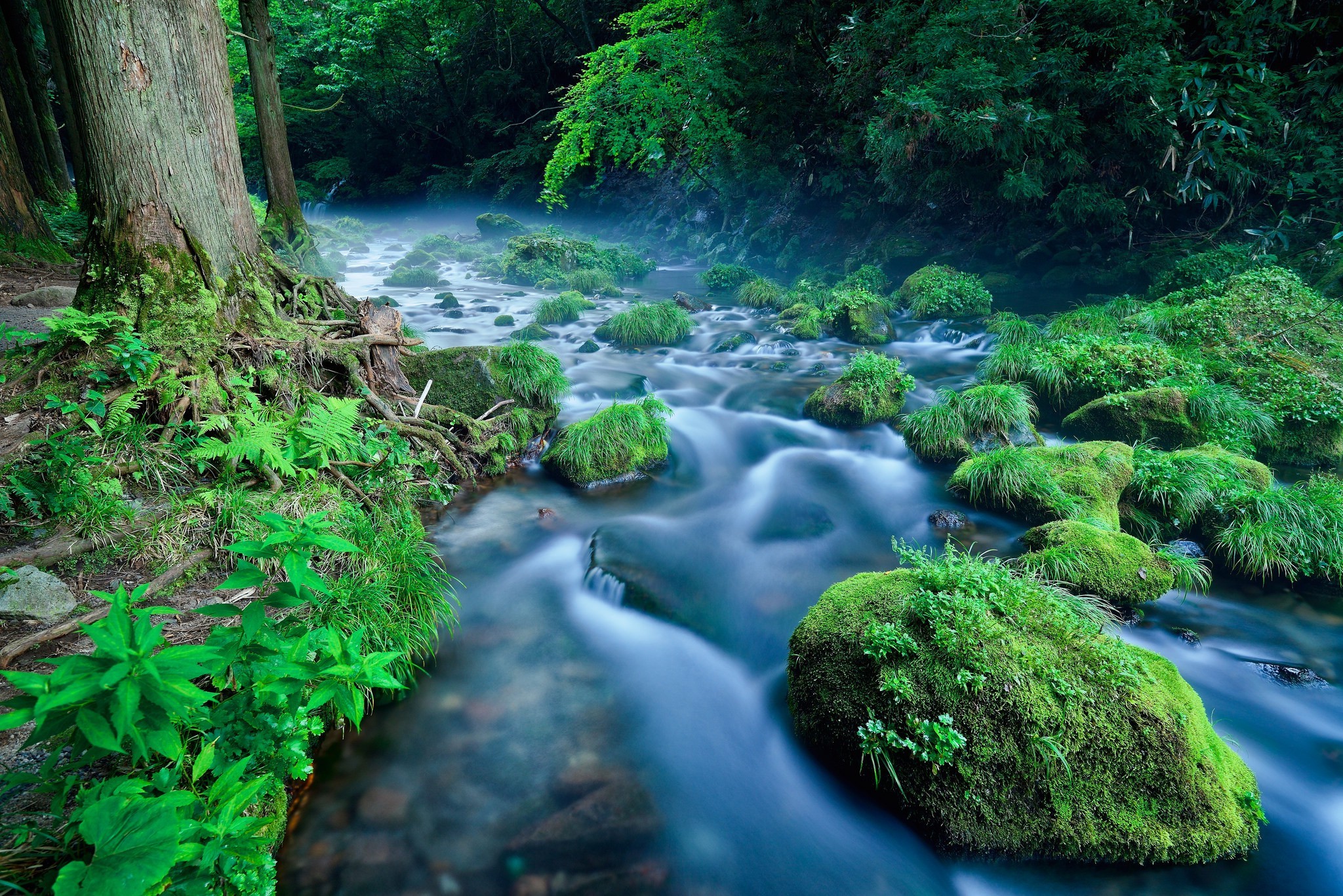 river, Nature, Landscape, Water, Green, Plants Wallpapers HD / Desktop