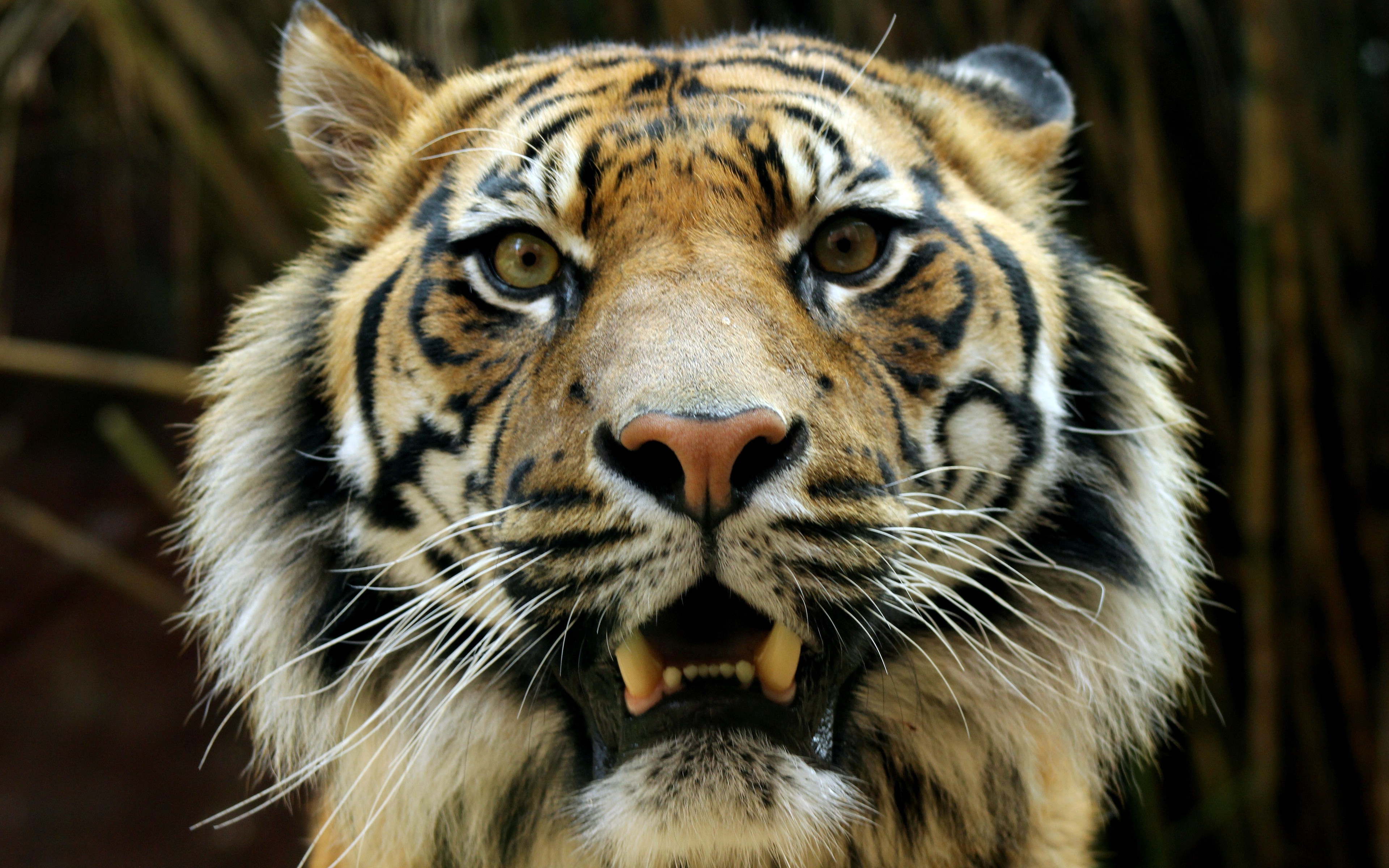 Bengal Tigers, Animals, Wildlife Wallpapers HD / Desktop and Mobile