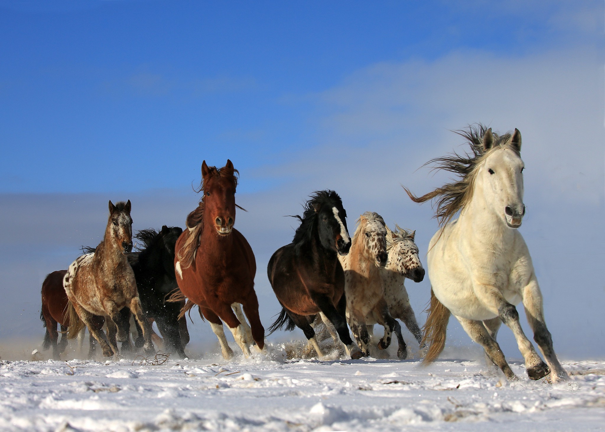 Nature Wallpaper Horses