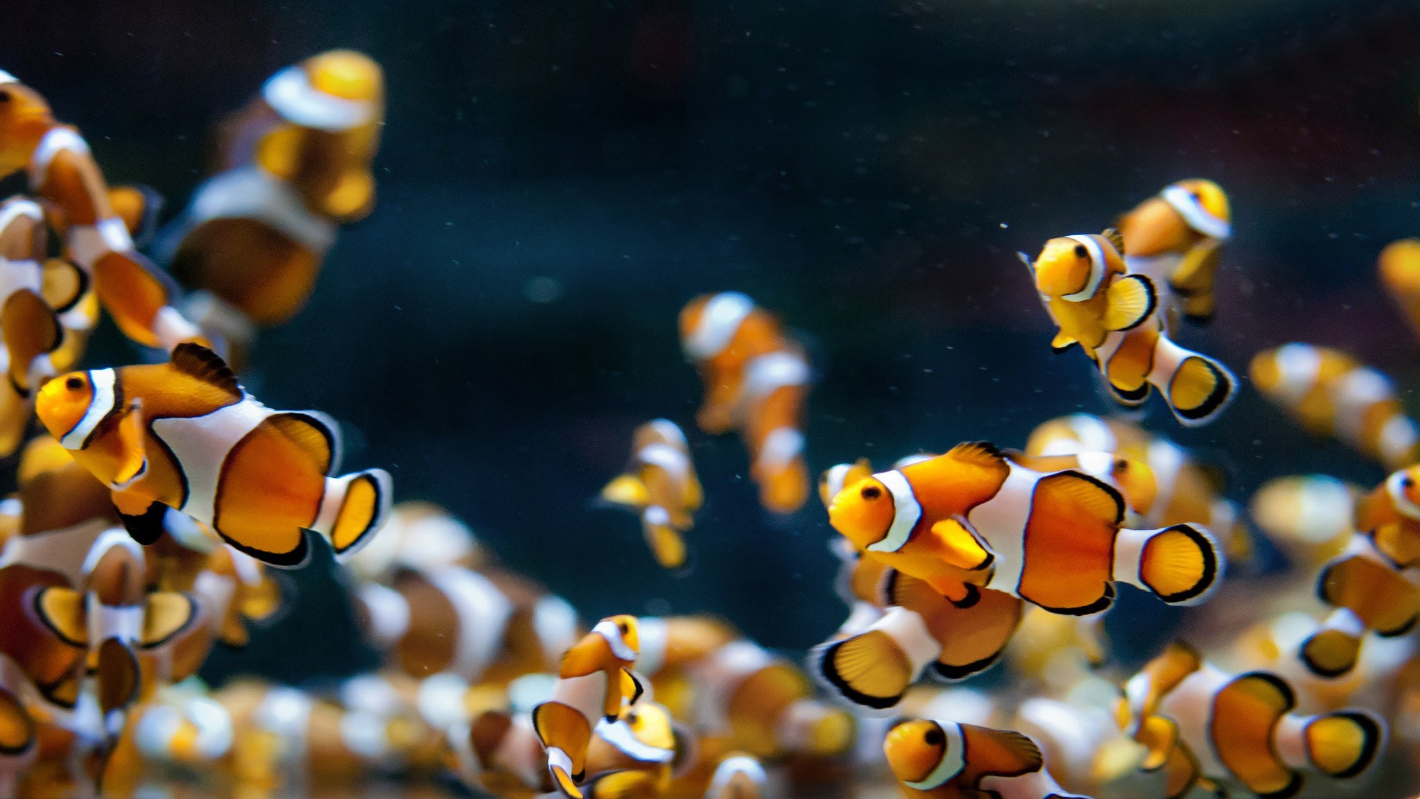 macro, Animals, Clownfish, Fish Wallpapers HD / Desktop and Mobile