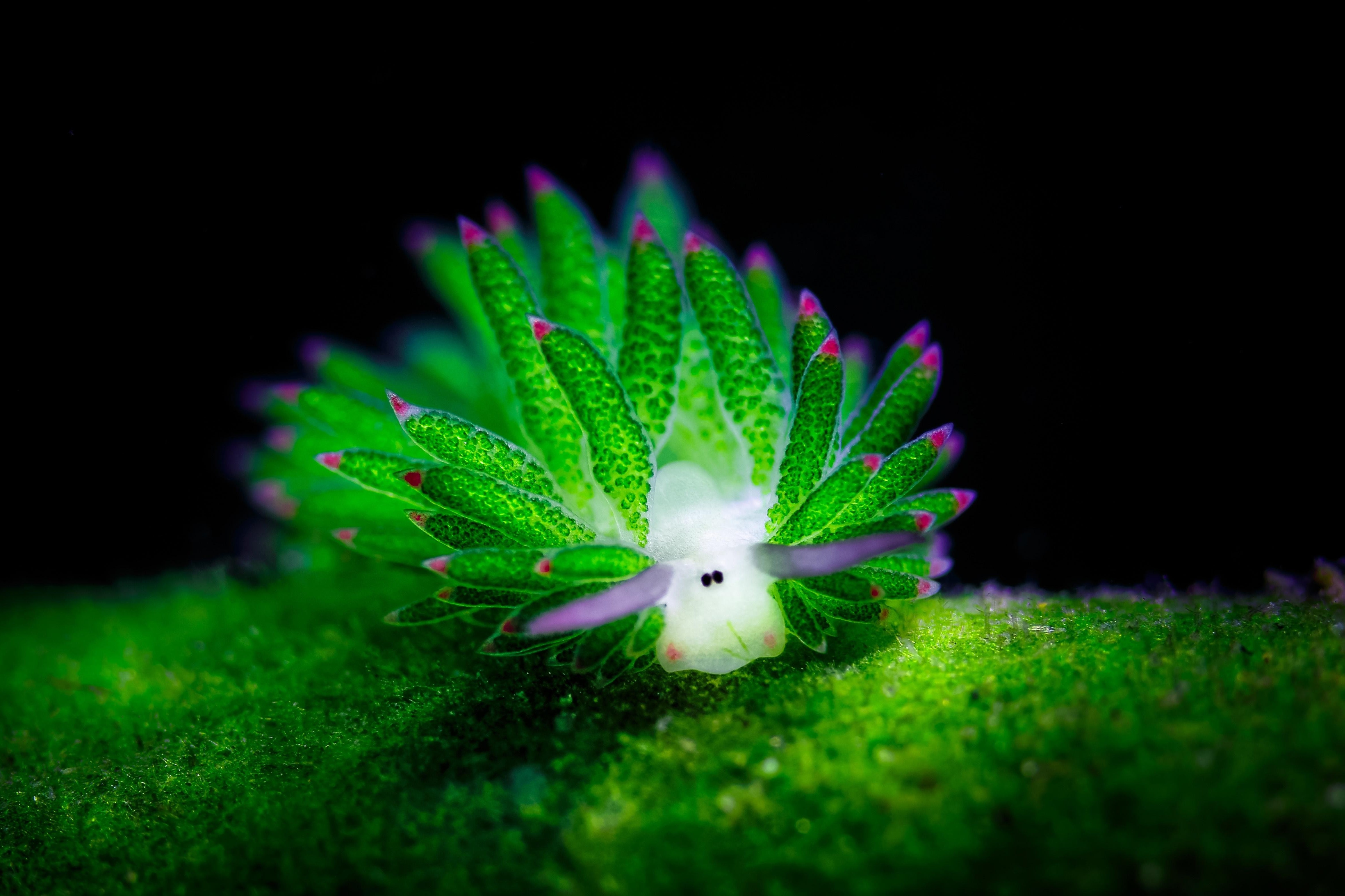 Nature animals nudibranchia sea slugs wallpaper 