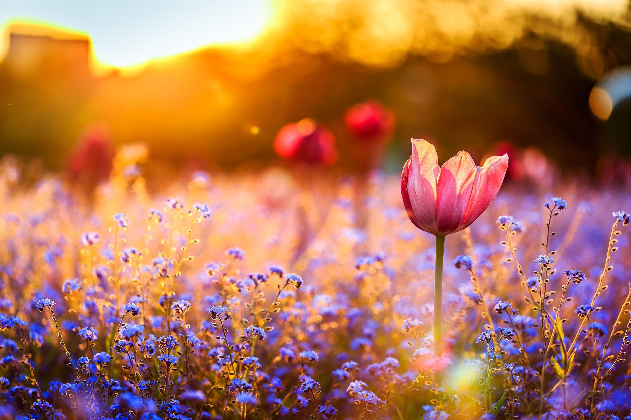 Hd Desktop Wallpaper Flowers