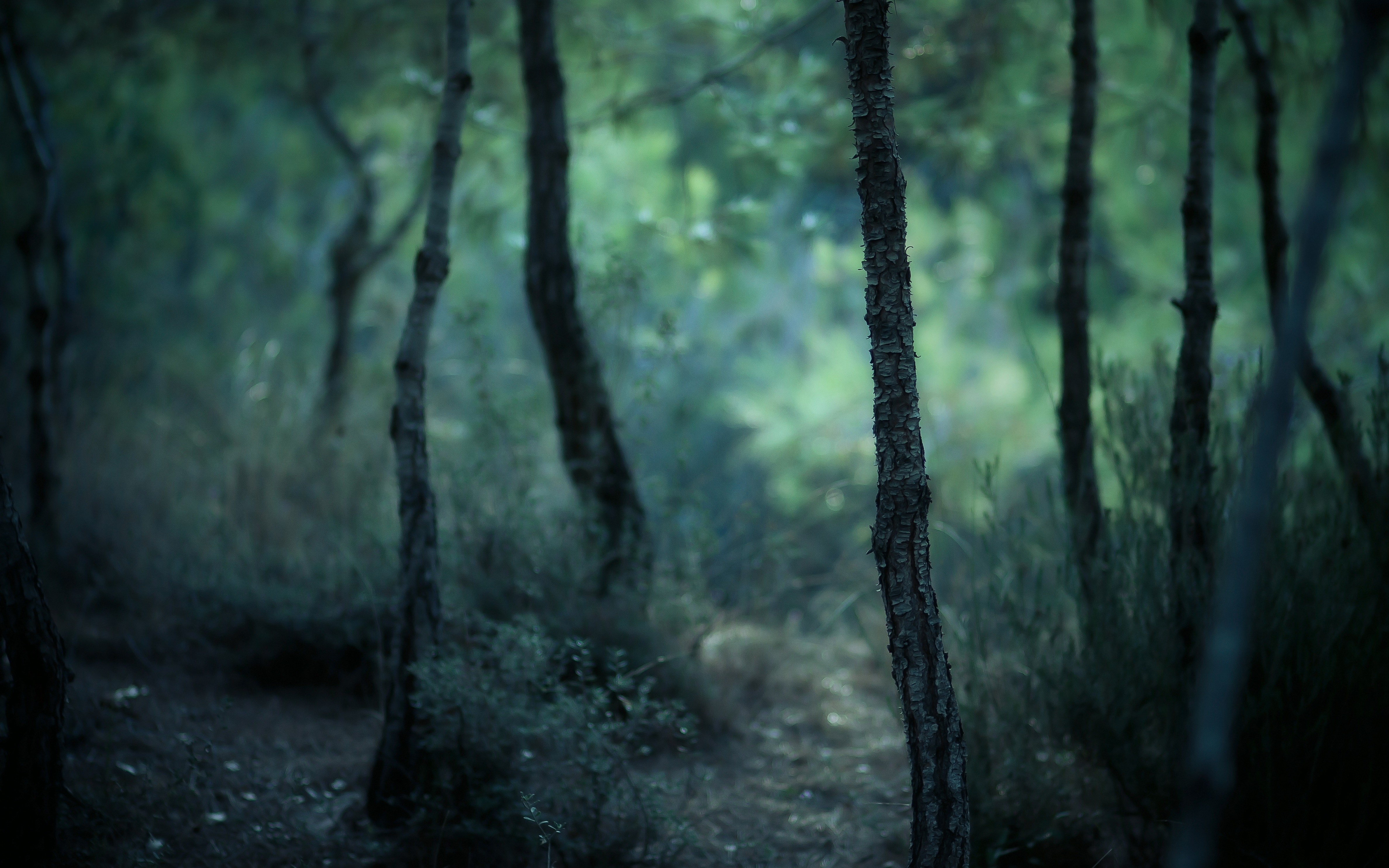 nature, Forest, Trees, Blurred Wallpapers HD / Desktop and Mobile