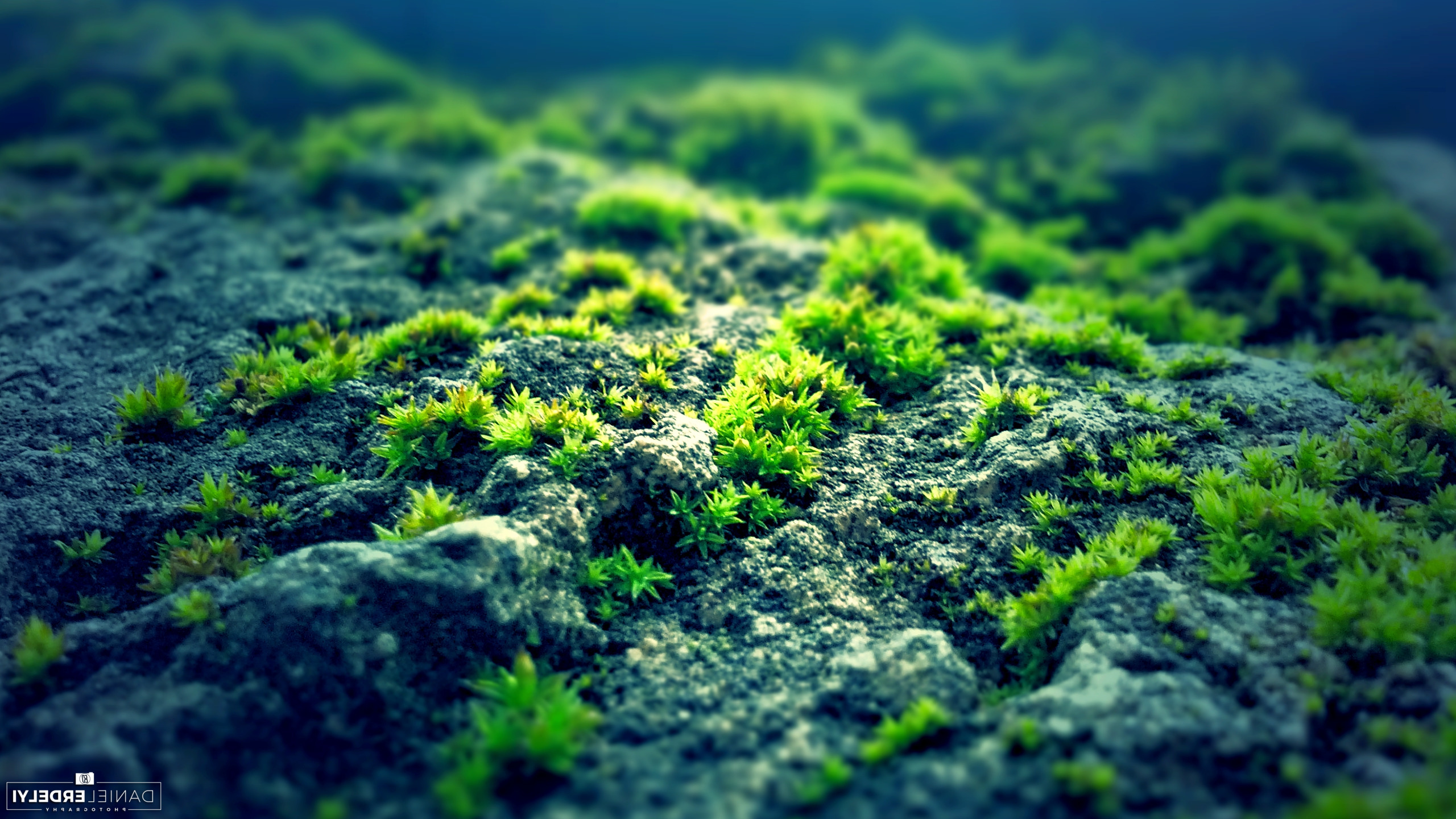 nature, Moss, Photography, Green, Blue, Rock Wallpapers HD / Desktop