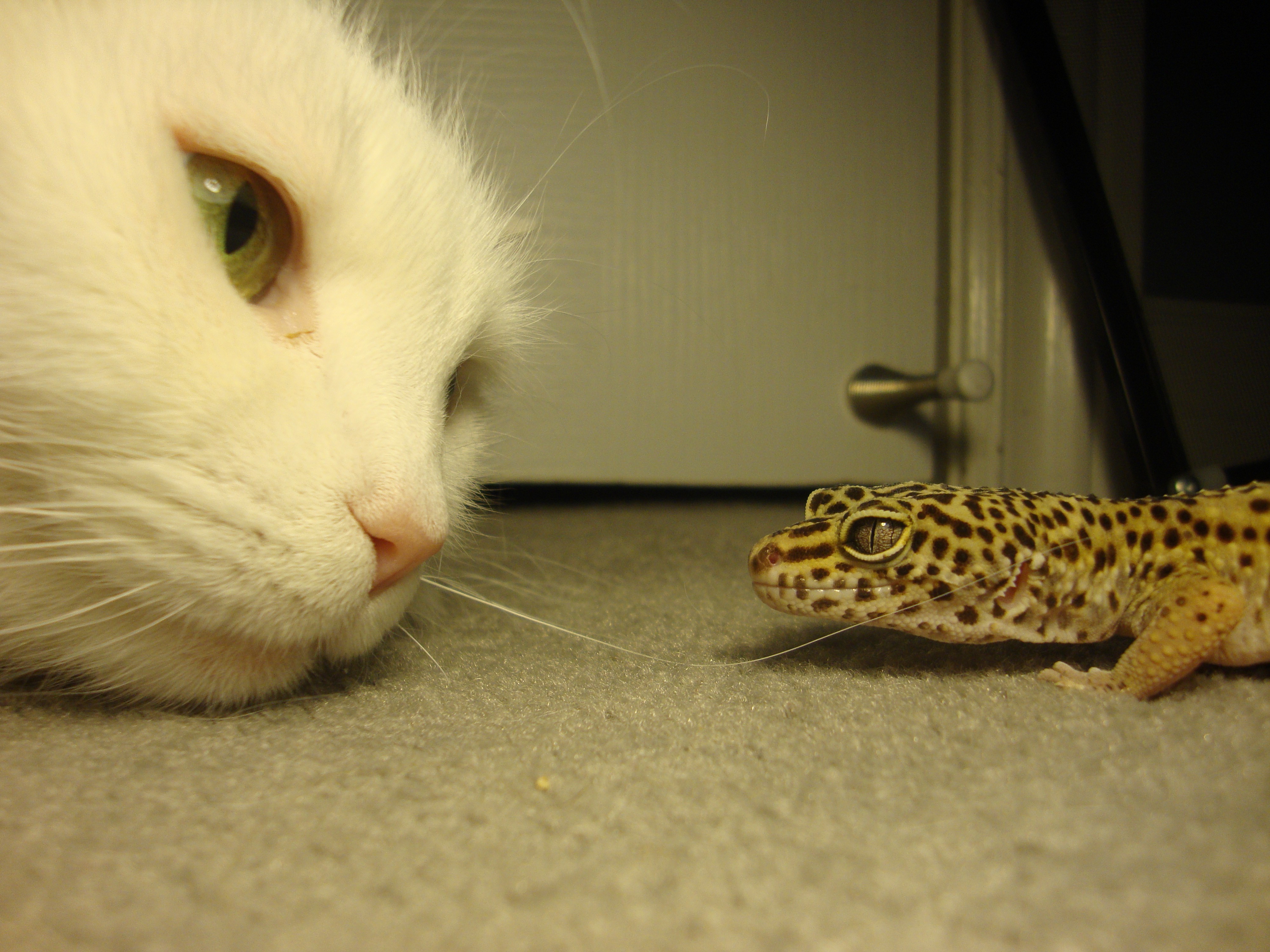 cat and gecko