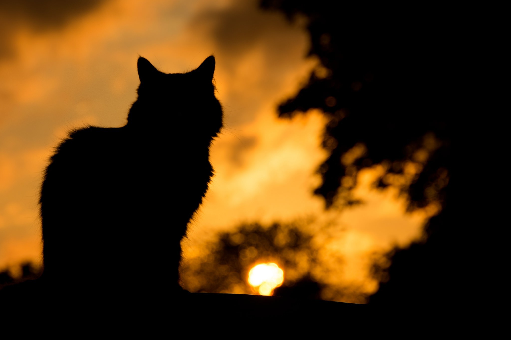 cat silhouette Wallpapers HD / Desktop and Mobile Backgrounds