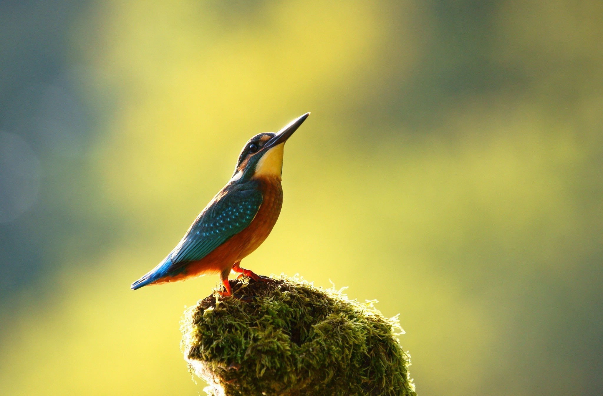 kingfisher birds Wallpapers HD / Desktop and Mobile Backgrounds