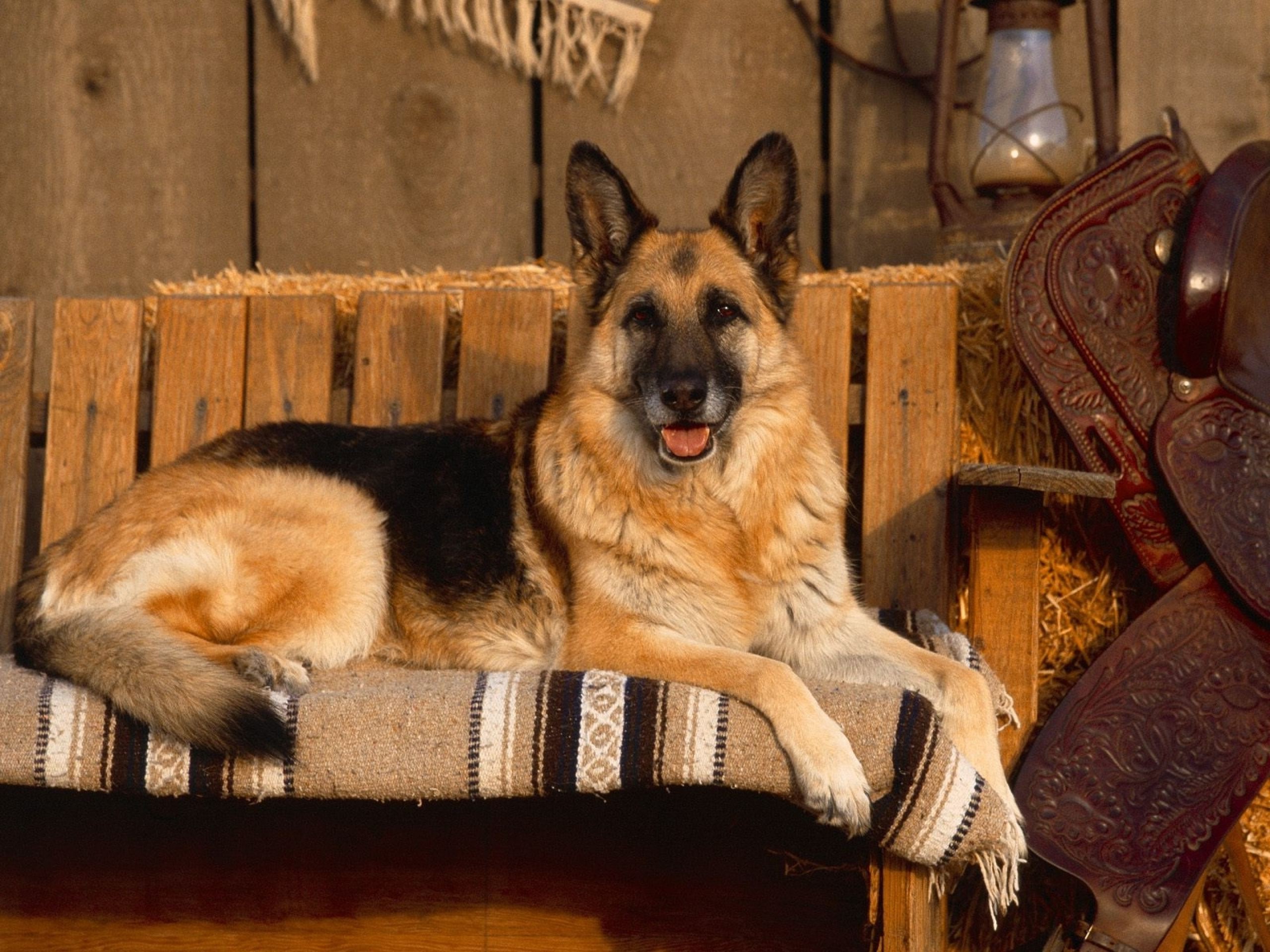 dog german shepherd Wallpapers HD / Desktop and Mobile Backgrounds