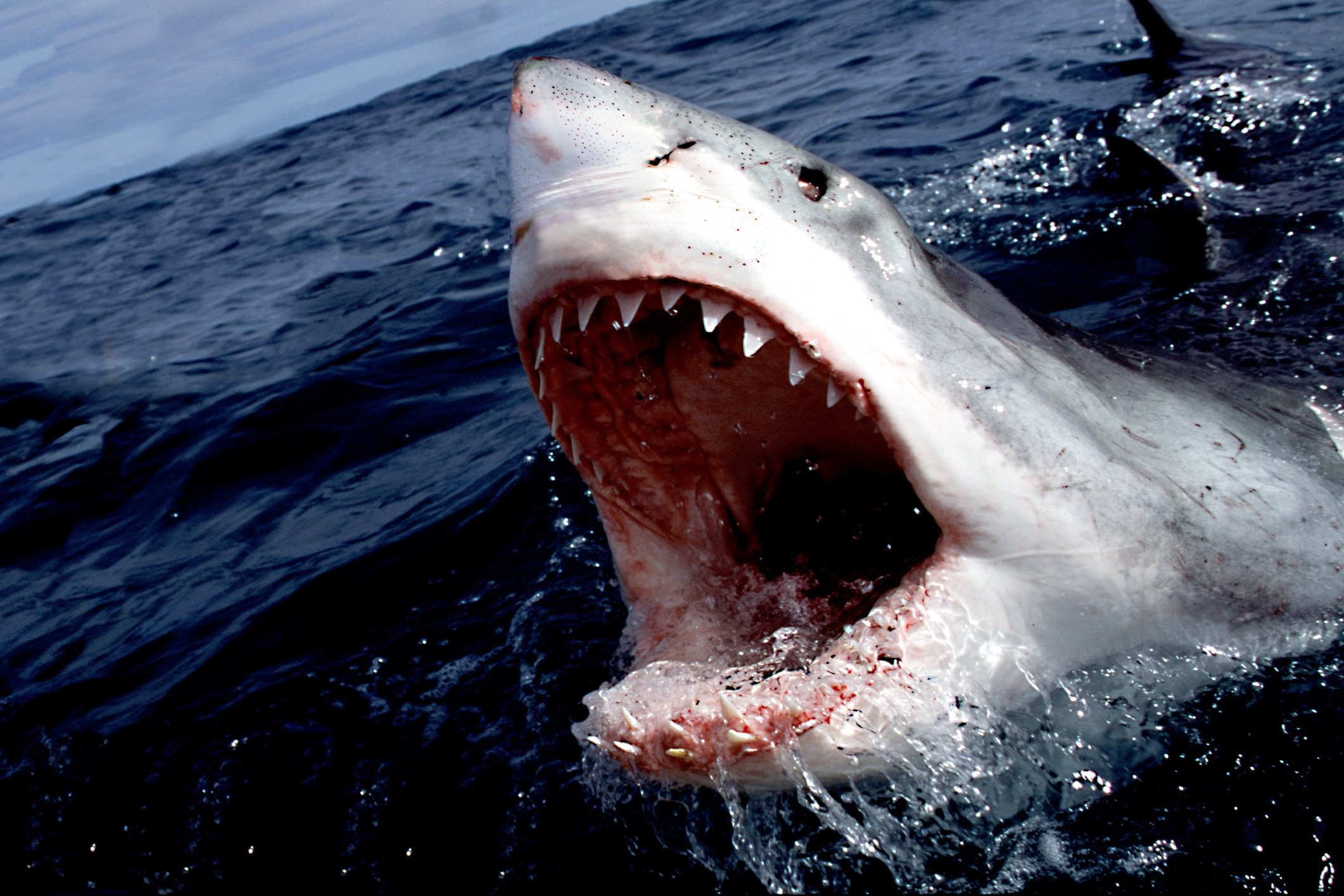 shark great white shark sea Wallpapers HD / Desktop and Mobile Backgrounds