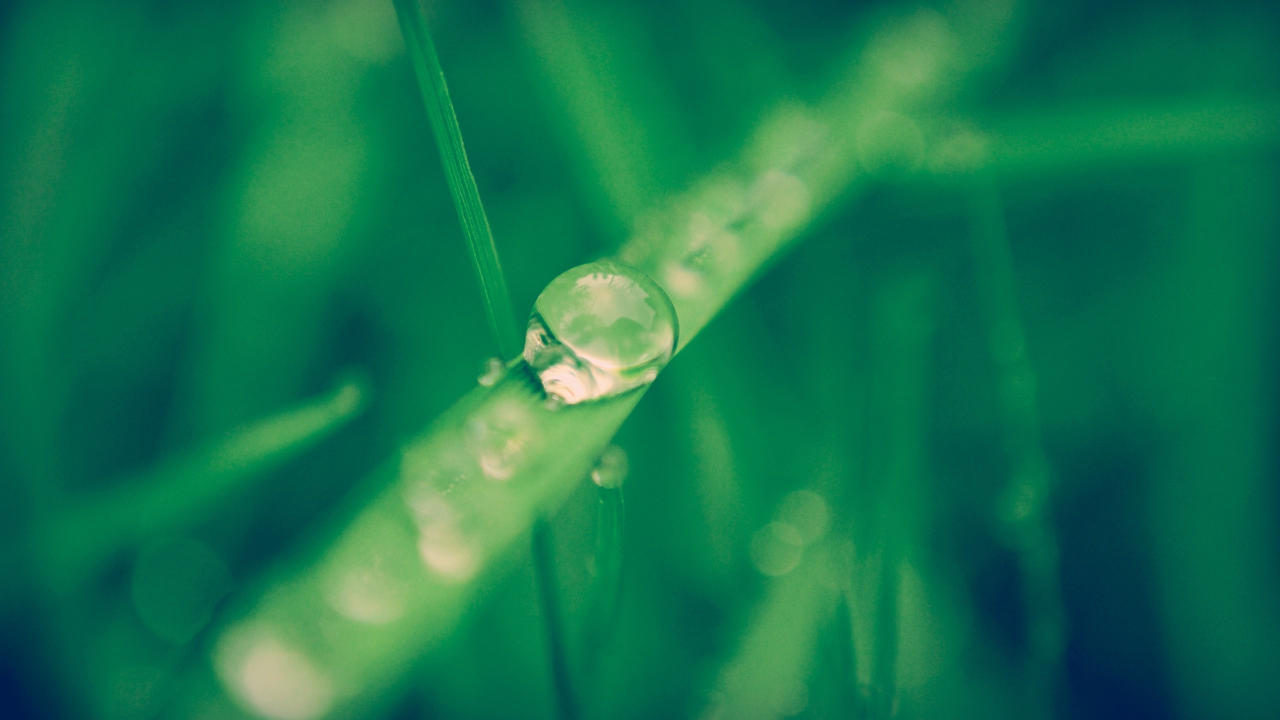 Green Plants Water Drops Macro Wallpapers Hd Desktop And Mobile