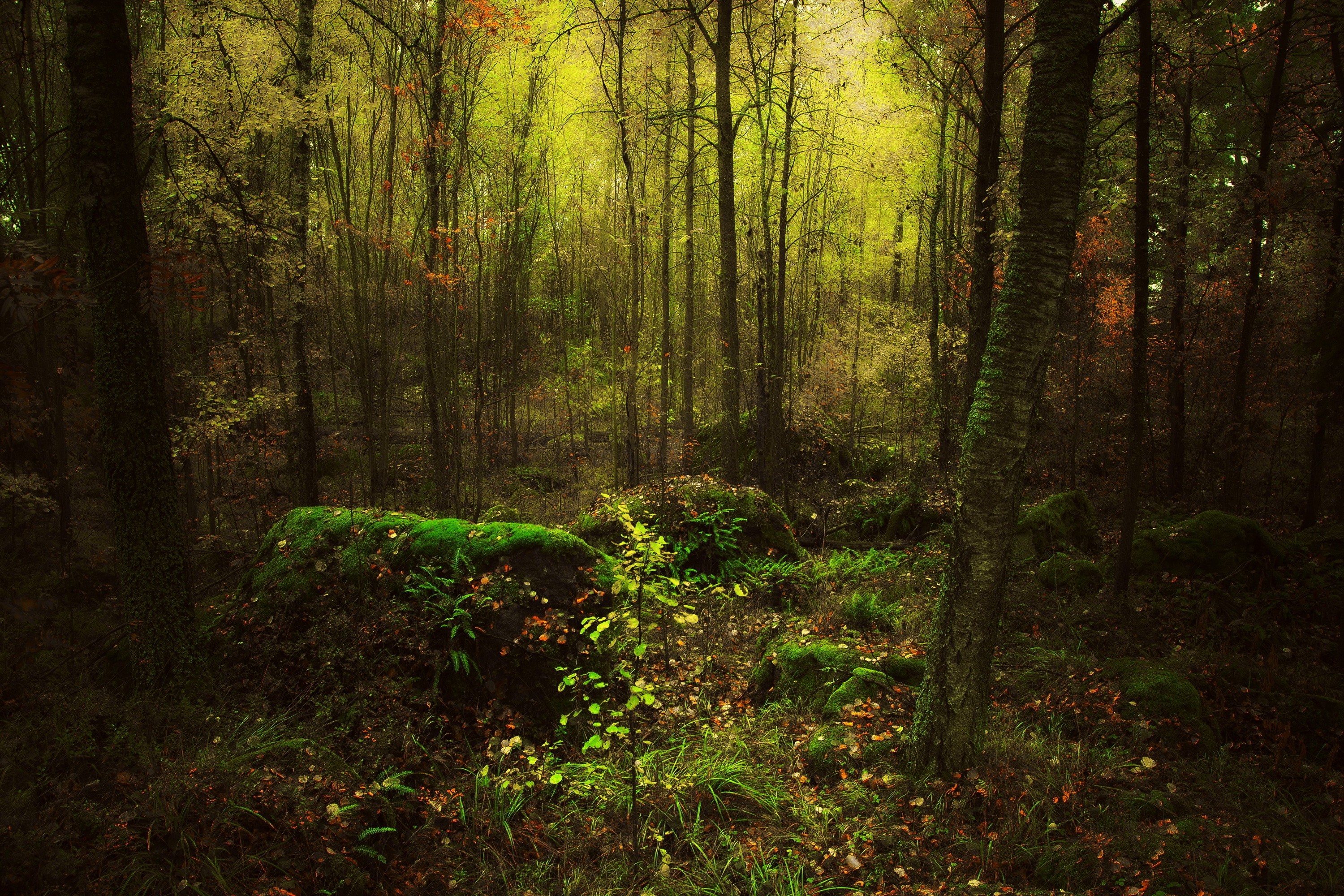 forest - photo #13