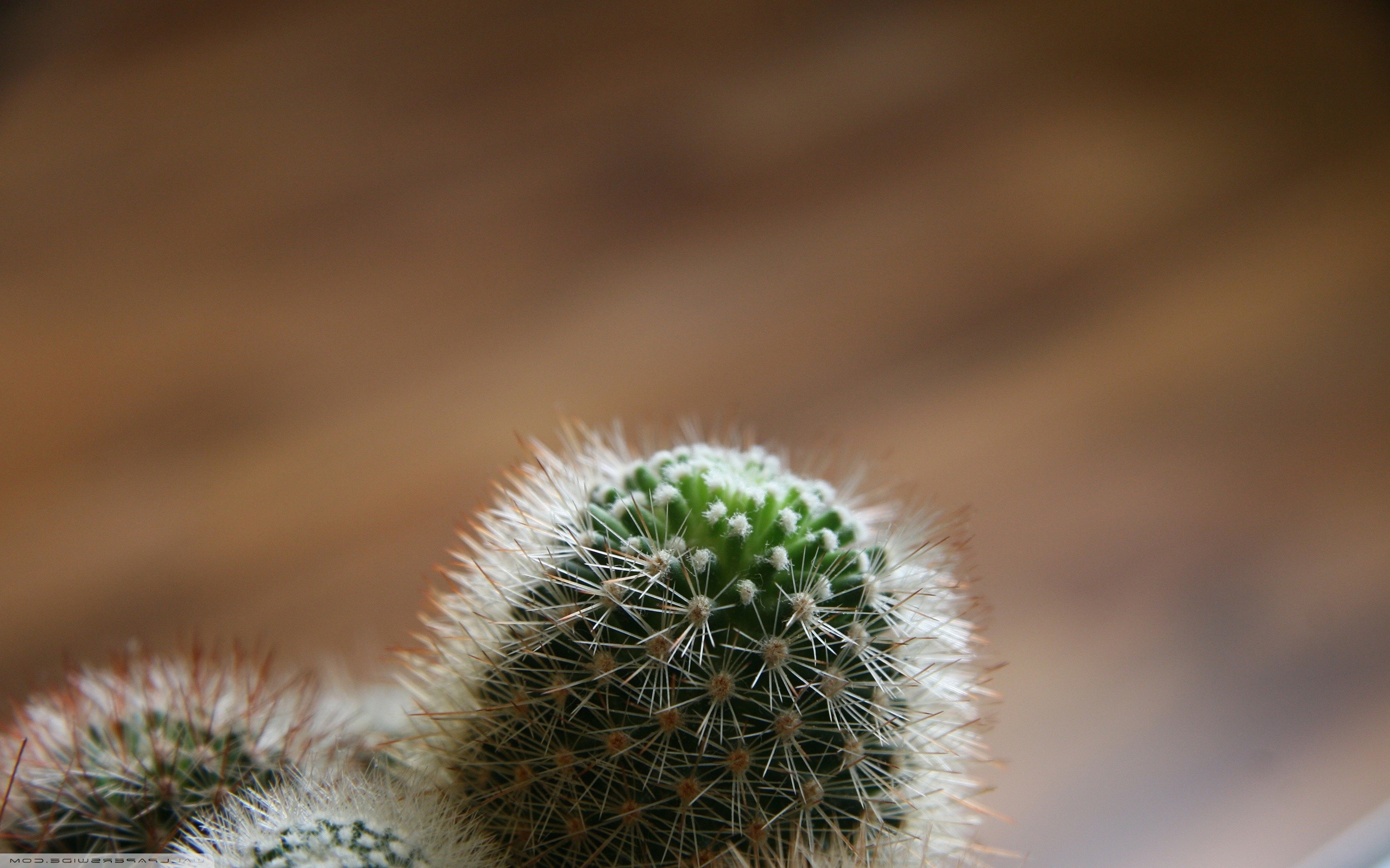 macro, Simple background, Minimalism, Cactus, Plants, Depth of field  Wallpapers HD / Desktop and Mobile Backgrounds