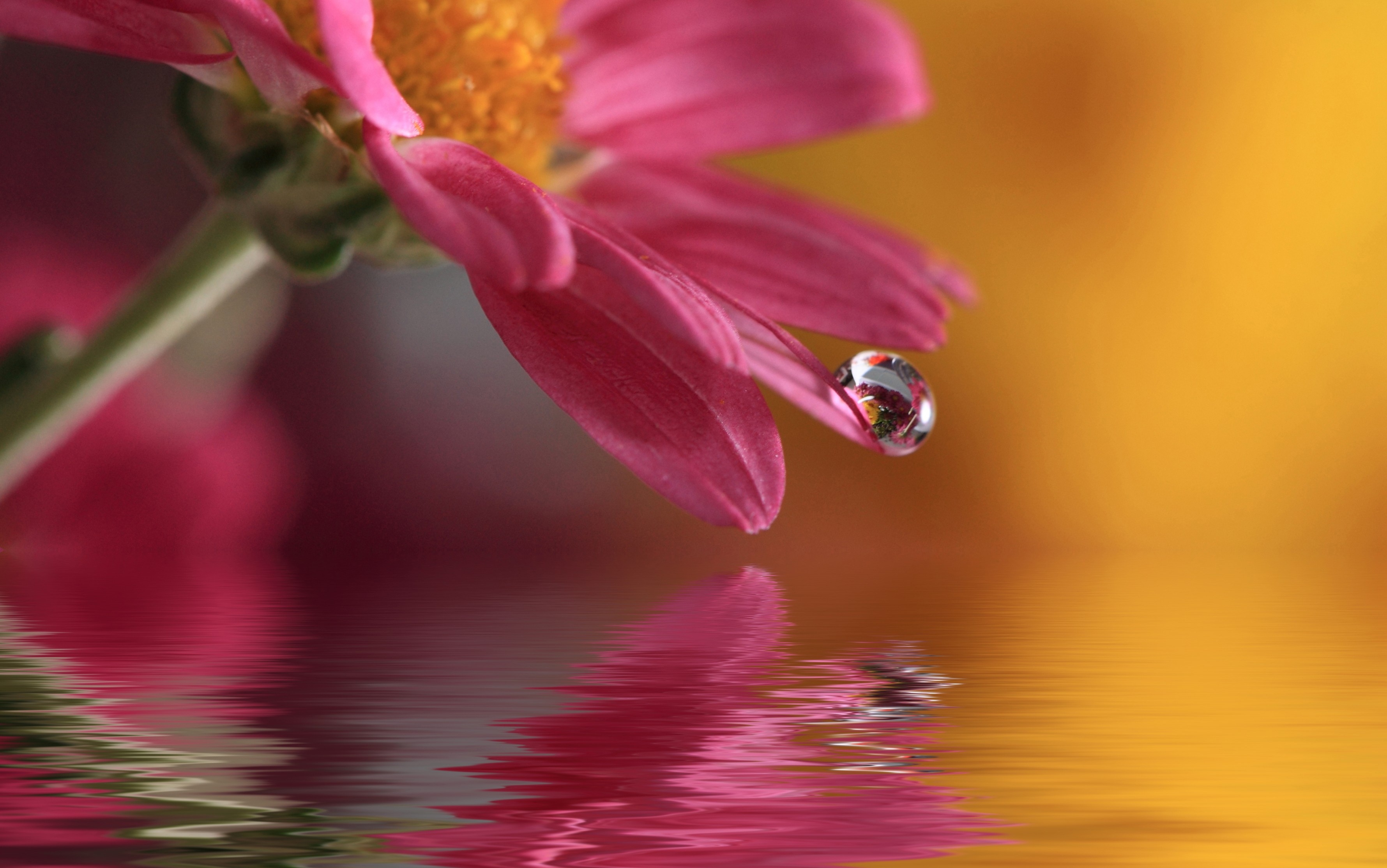 Macro Blurred Water Water Drops Flowers Lights Photography