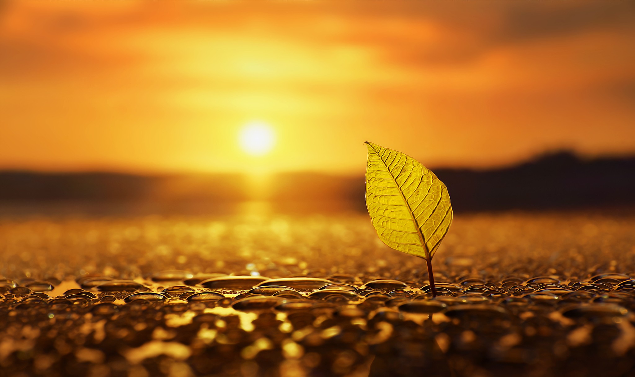 photography, Macro, Leaves, Water drops, Depth of field, Bokeh, Sun