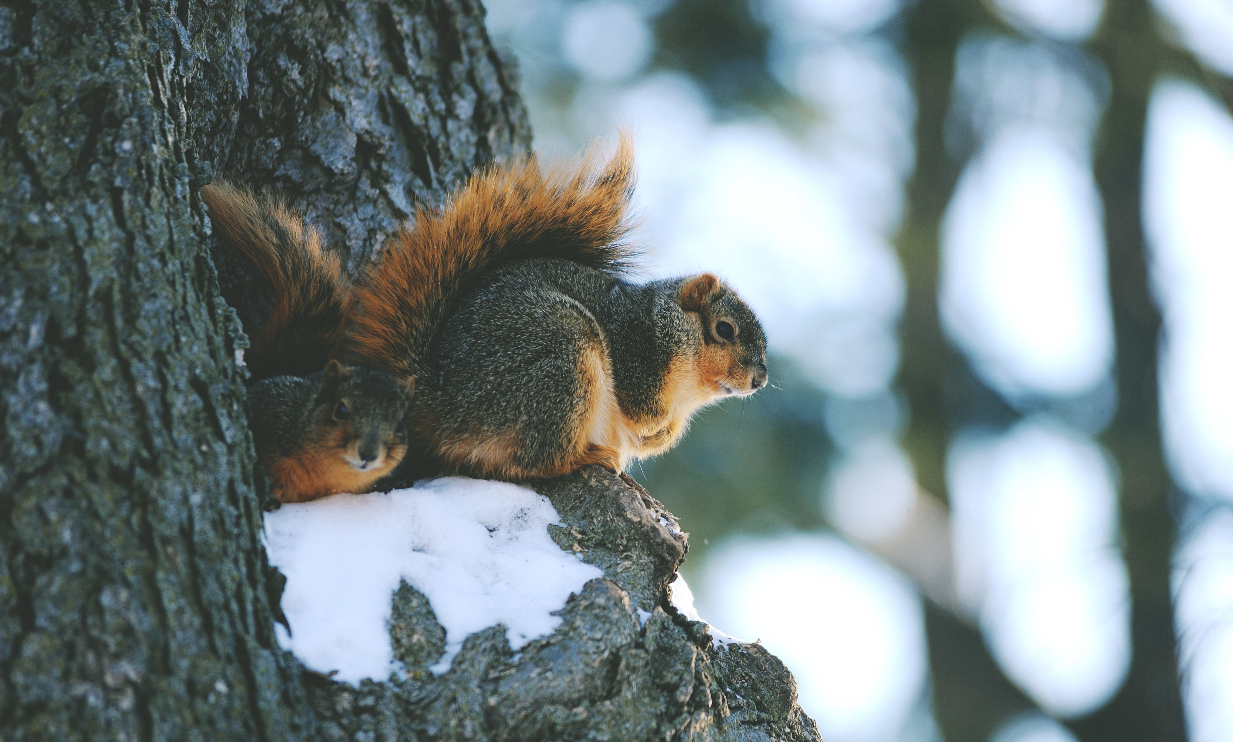 animals, Mammals, Squirrel Wallpapers HD / Desktop and ...