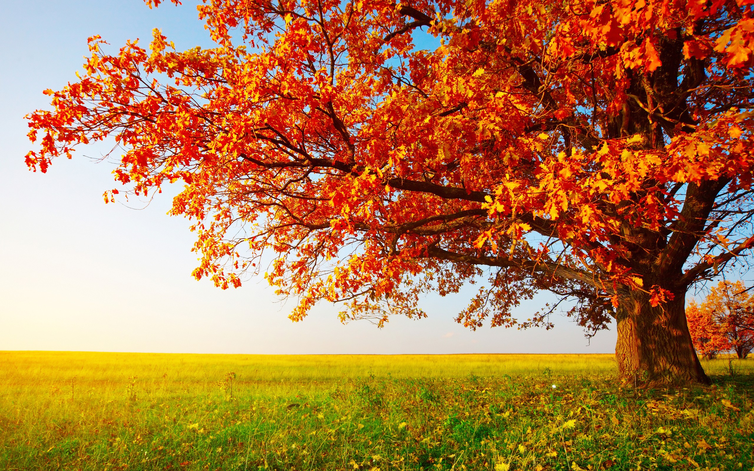 fall, Landscape, Trees, Field Wallpapers HD / Desktop and Mobile
