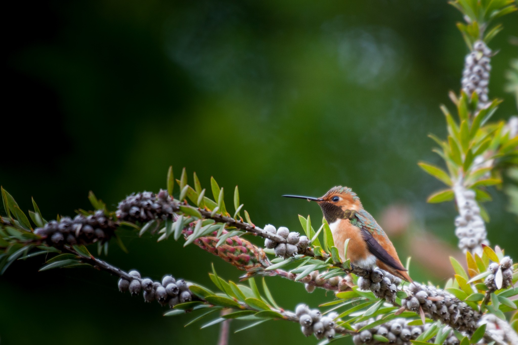 animals, Birds, Forest, Plants, Hummingbirds Wallpapers HD / Desktop