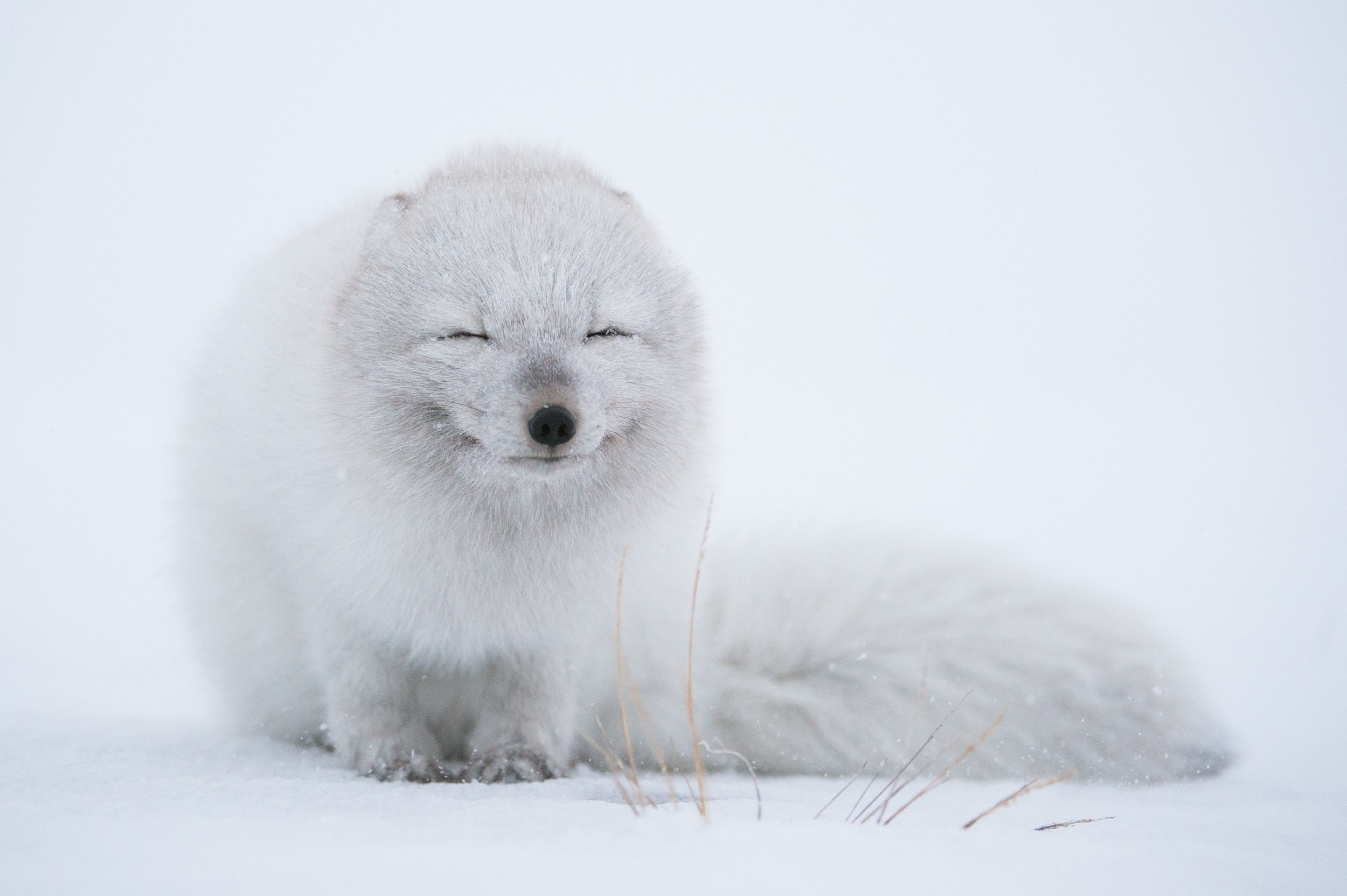 wildlife, Animals, Fox, Arctic fox, Snow, White Wallpapers ...