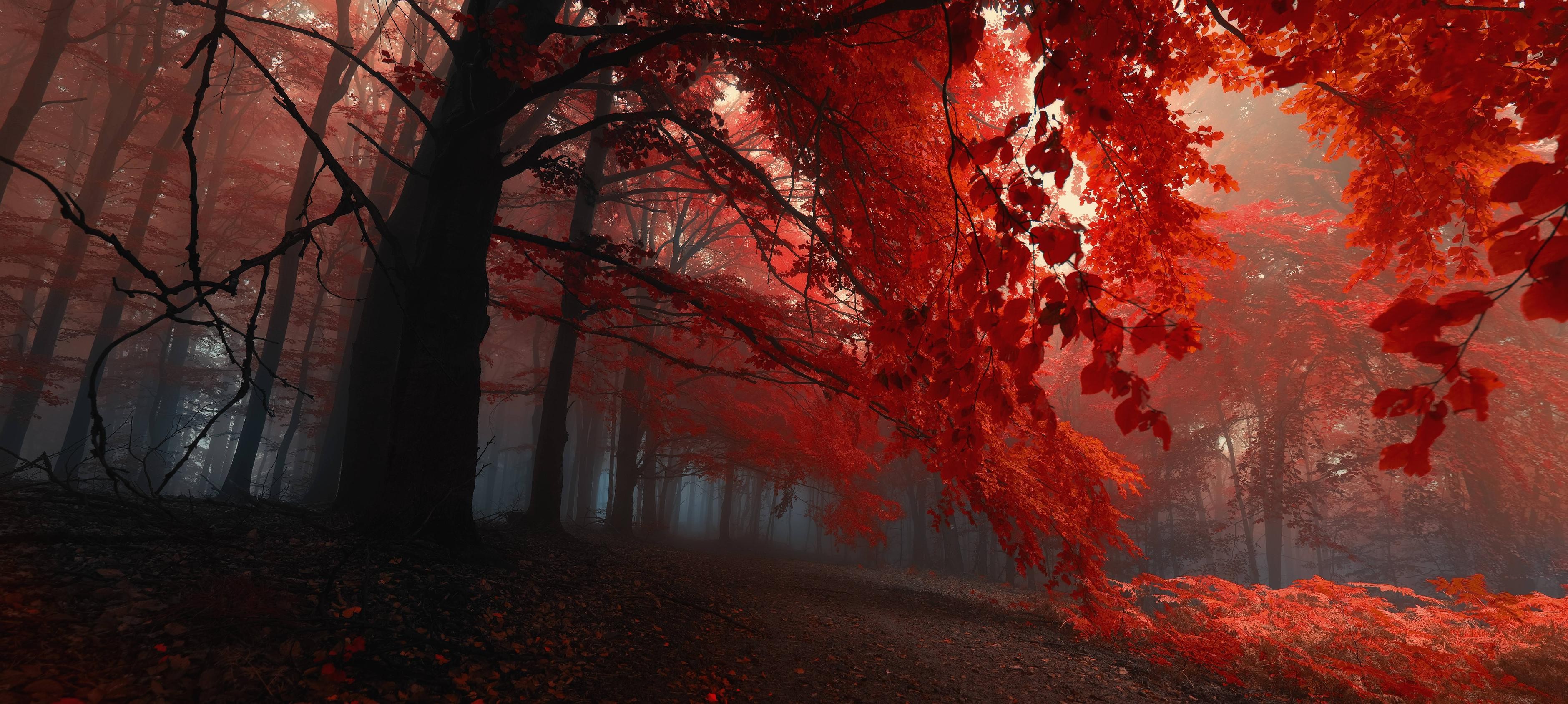 fall, Trees, Nature, Forest, Red Wallpapers HD / Desktop and Mobile