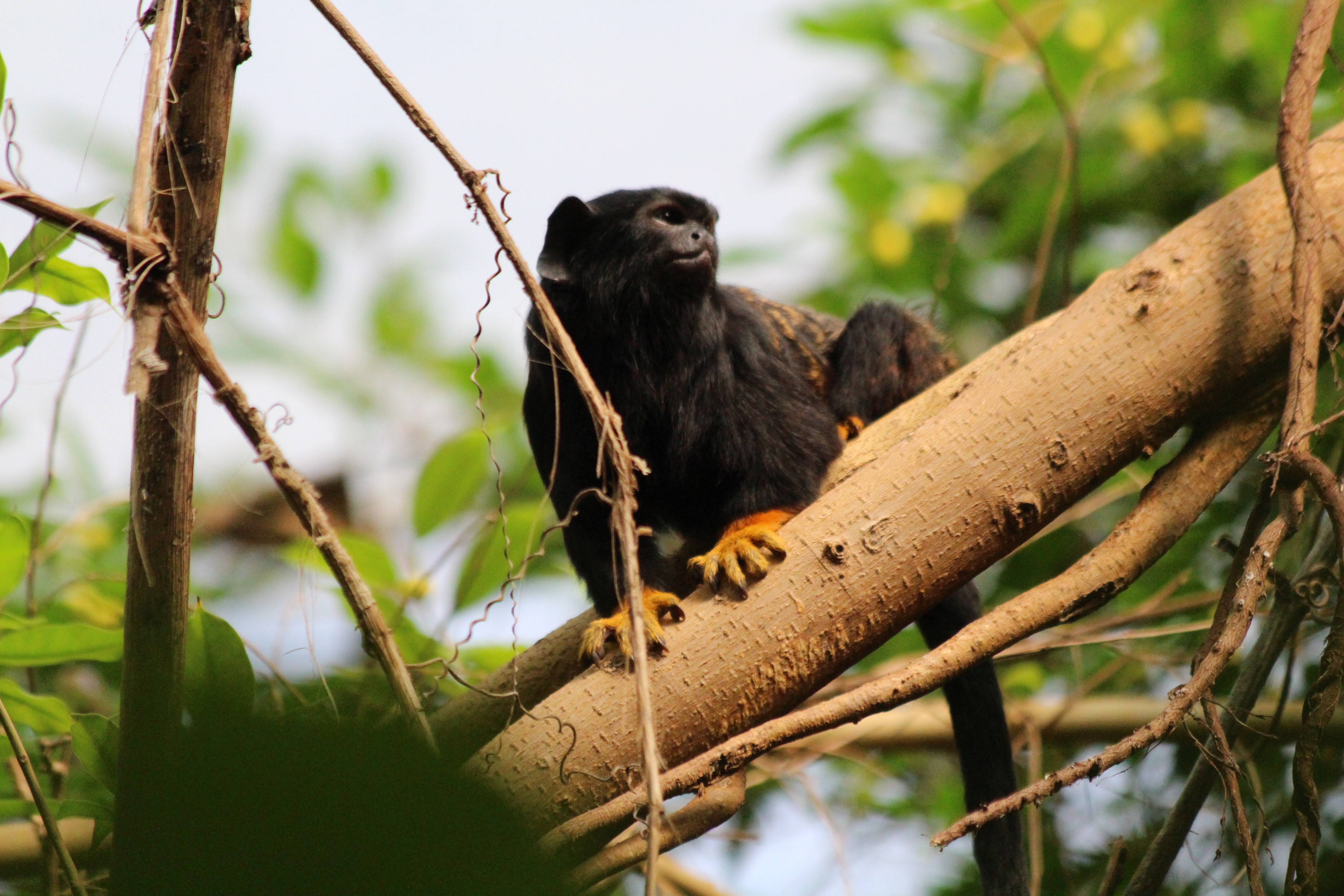 monkey, Zoo, Animals Wallpapers HD / Desktop and Mobile Backgrounds