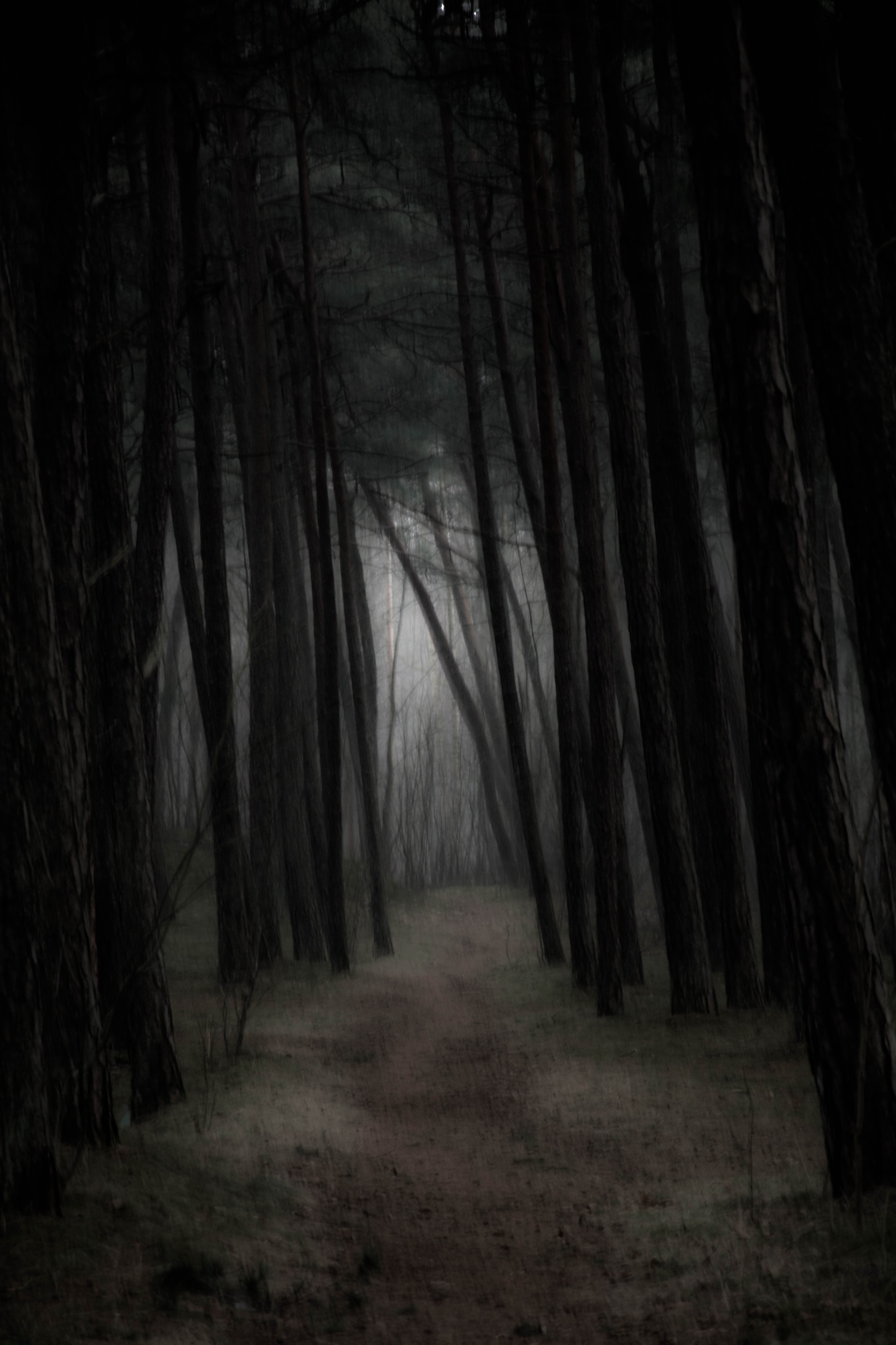 gloomy, Mist, Forest Wallpapers HD / Desktop and Mobile Backgrounds