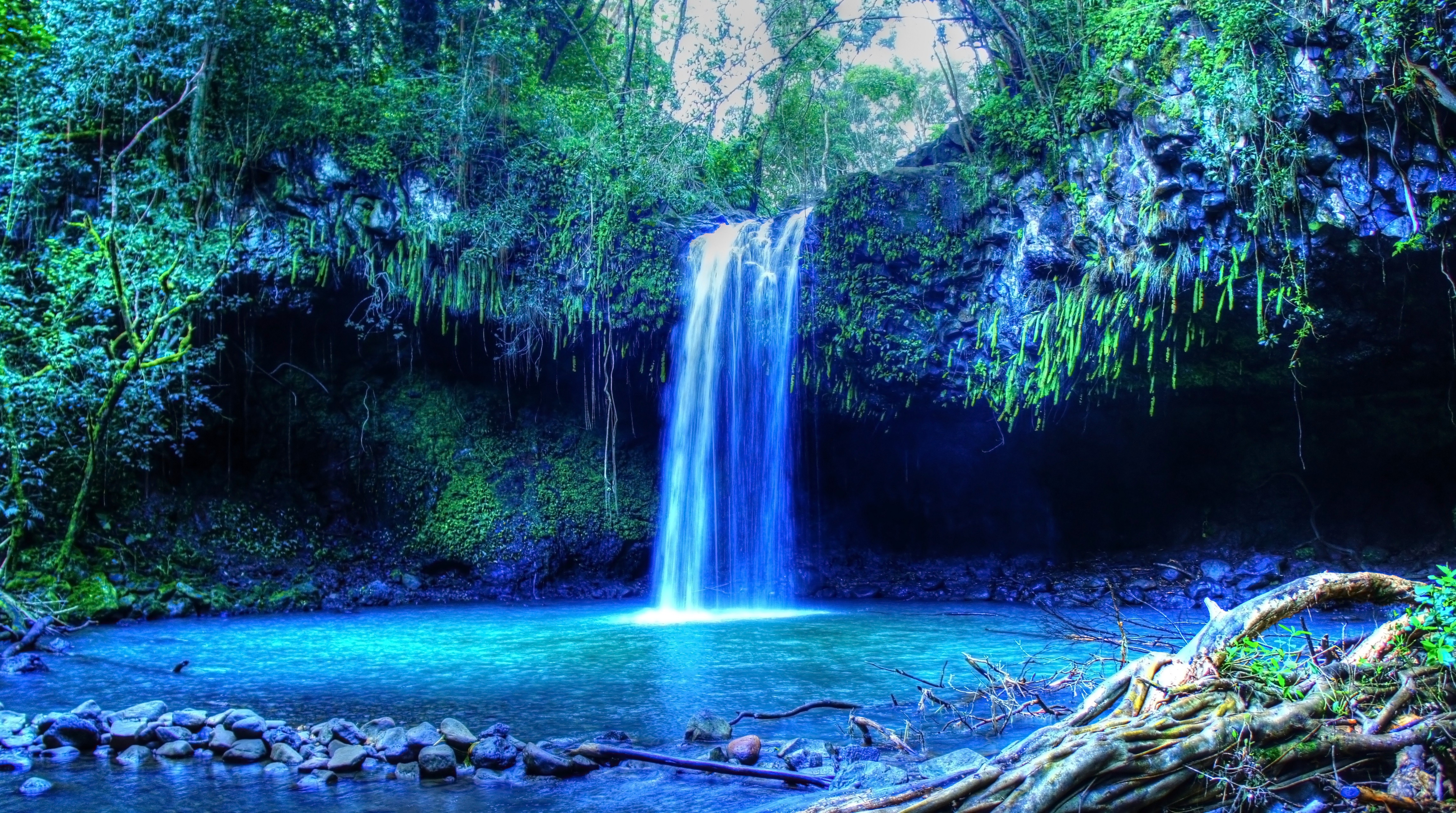 tropical water, Tropical forest, Hawaii, Isle of Maui, Maui, Palm trees