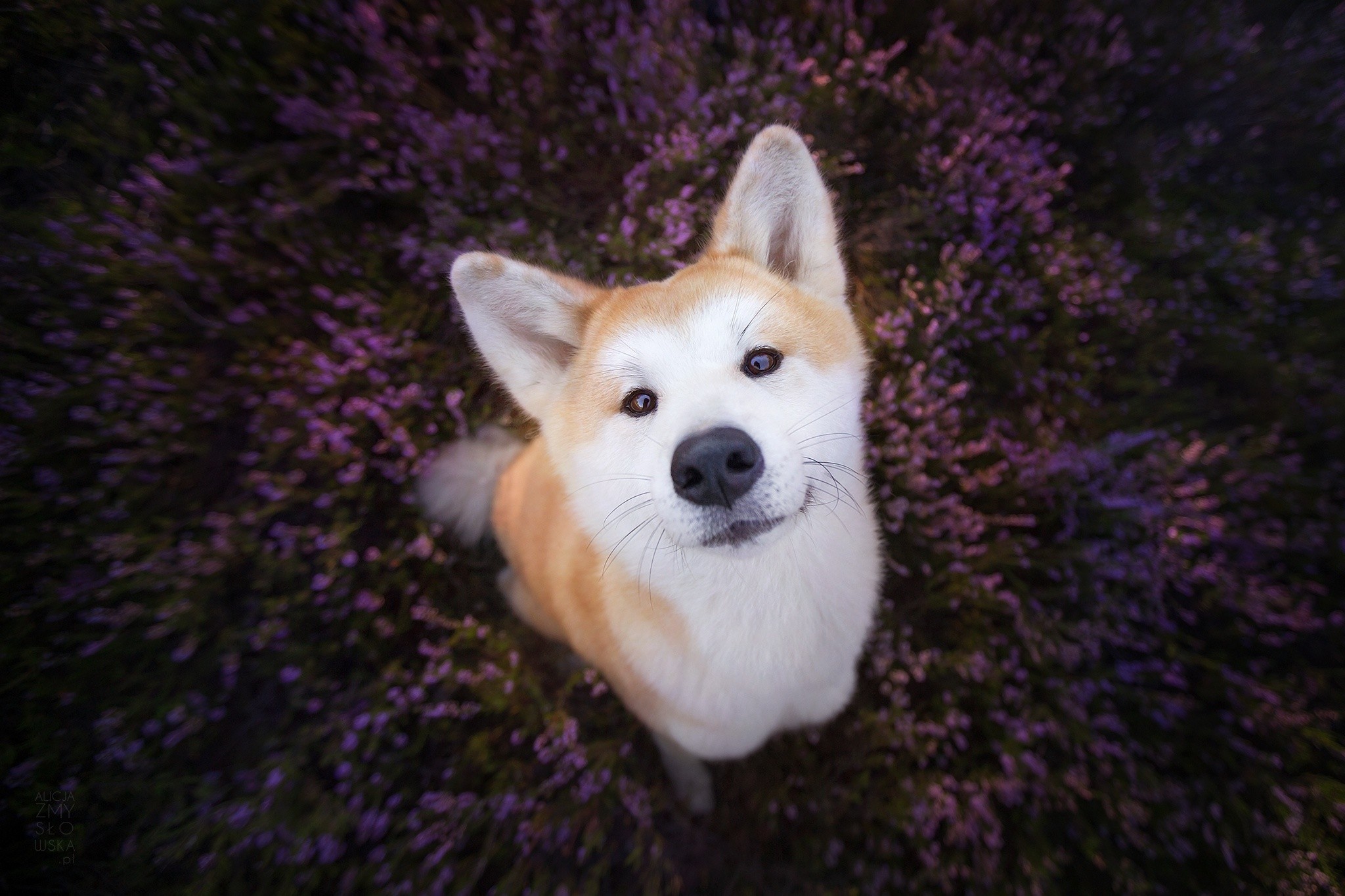 face, Animals, Flowers, Plants, Dog, Purple flowers ...