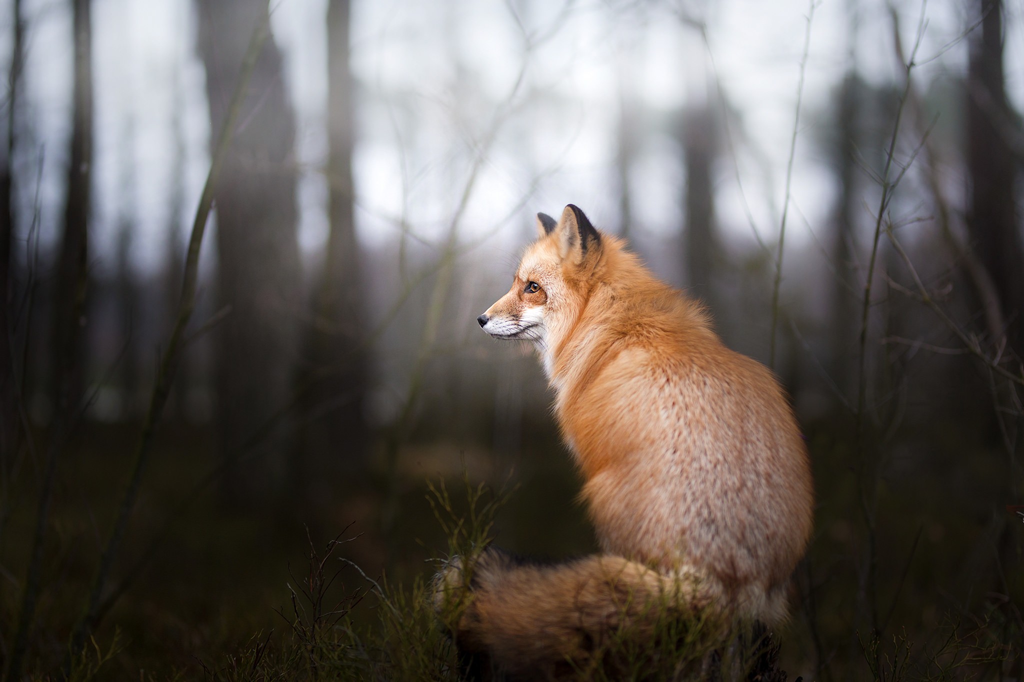 fox, Animals, Wildlife, Nature Wallpapers HD / Desktop and ...