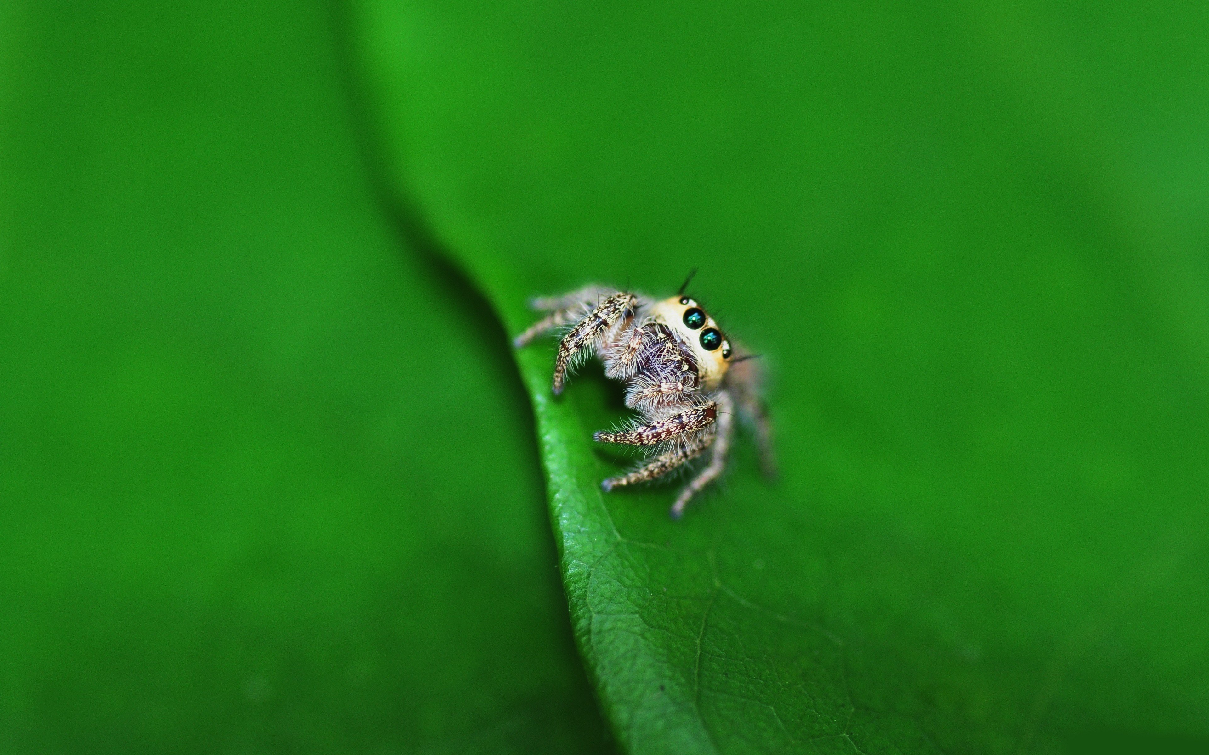 spider, Jumping Spider Wallpapers HD / Desktop and Mobile Backgrounds