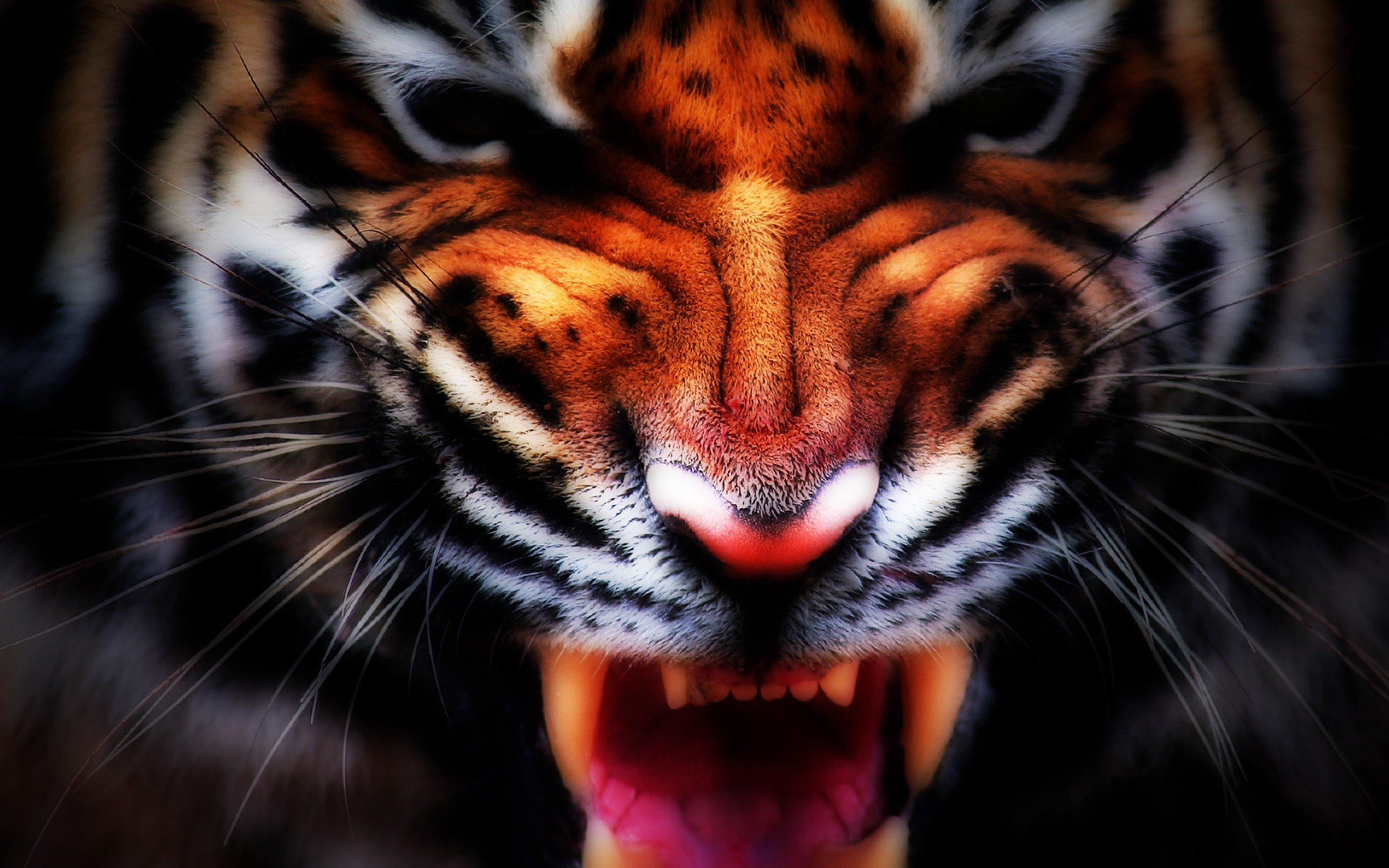 tiger Wallpapers HD / Desktop and Mobile Backgrounds