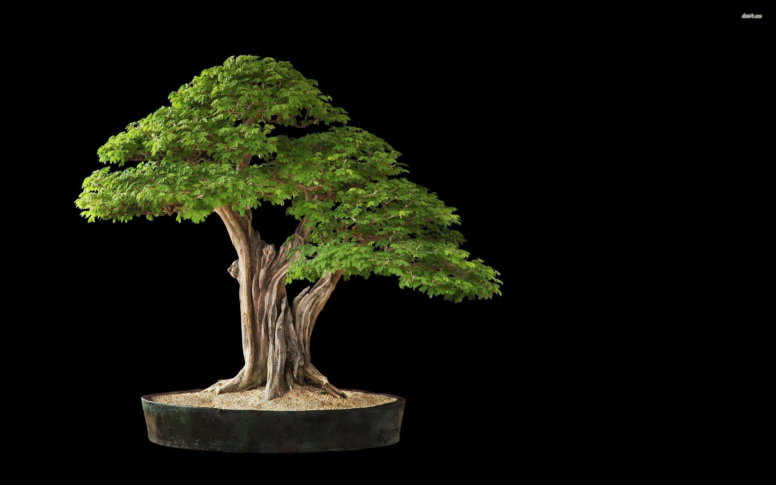 Bonsai Wallpapers Hd Desktop And Mobile Backgrounds