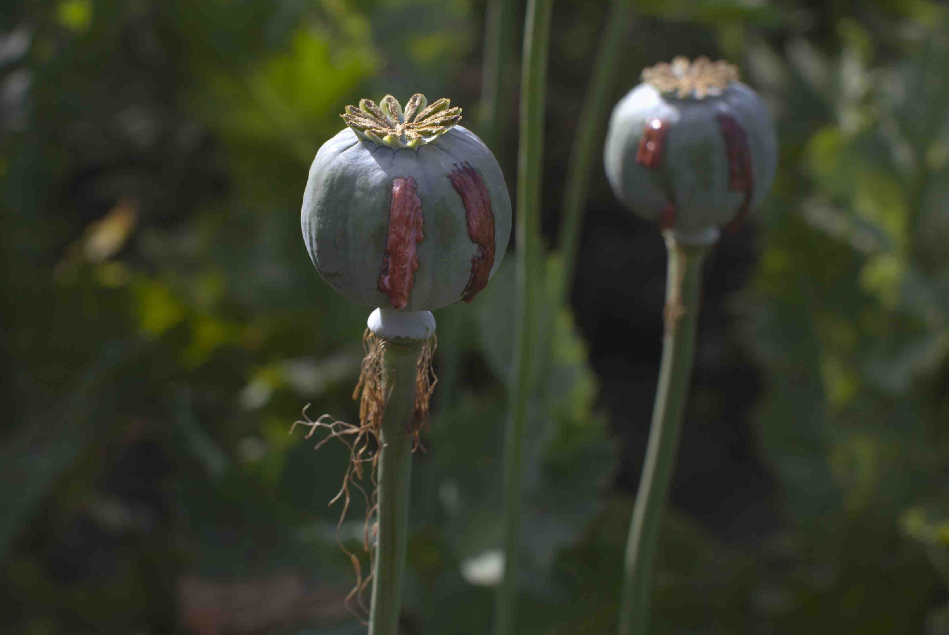 poppies, Opium Wallpapers HD / Desktop and Mobile Backgrounds