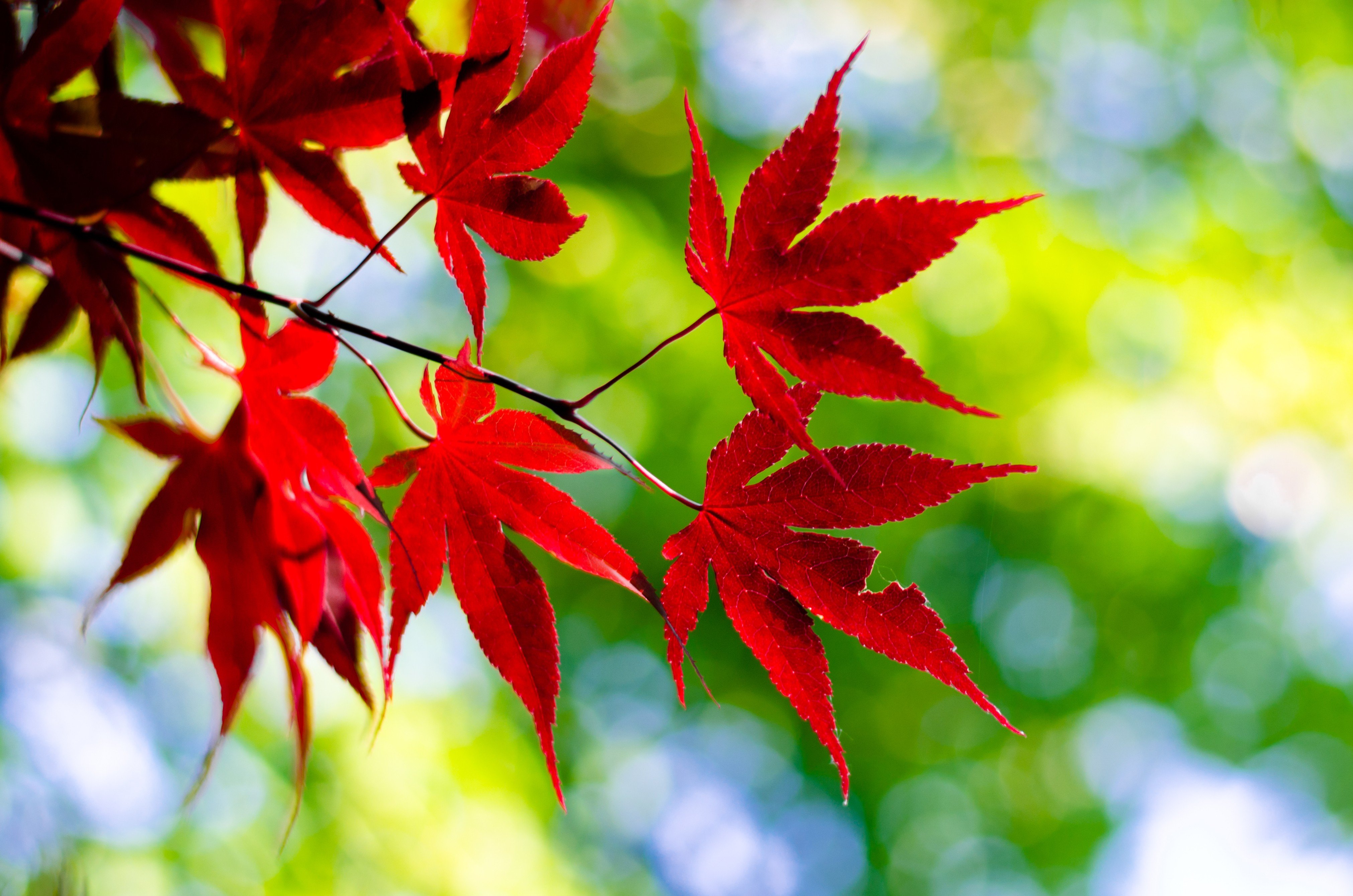 maple leaves Wallpapers HD / Desktop and Mobile Backgrounds