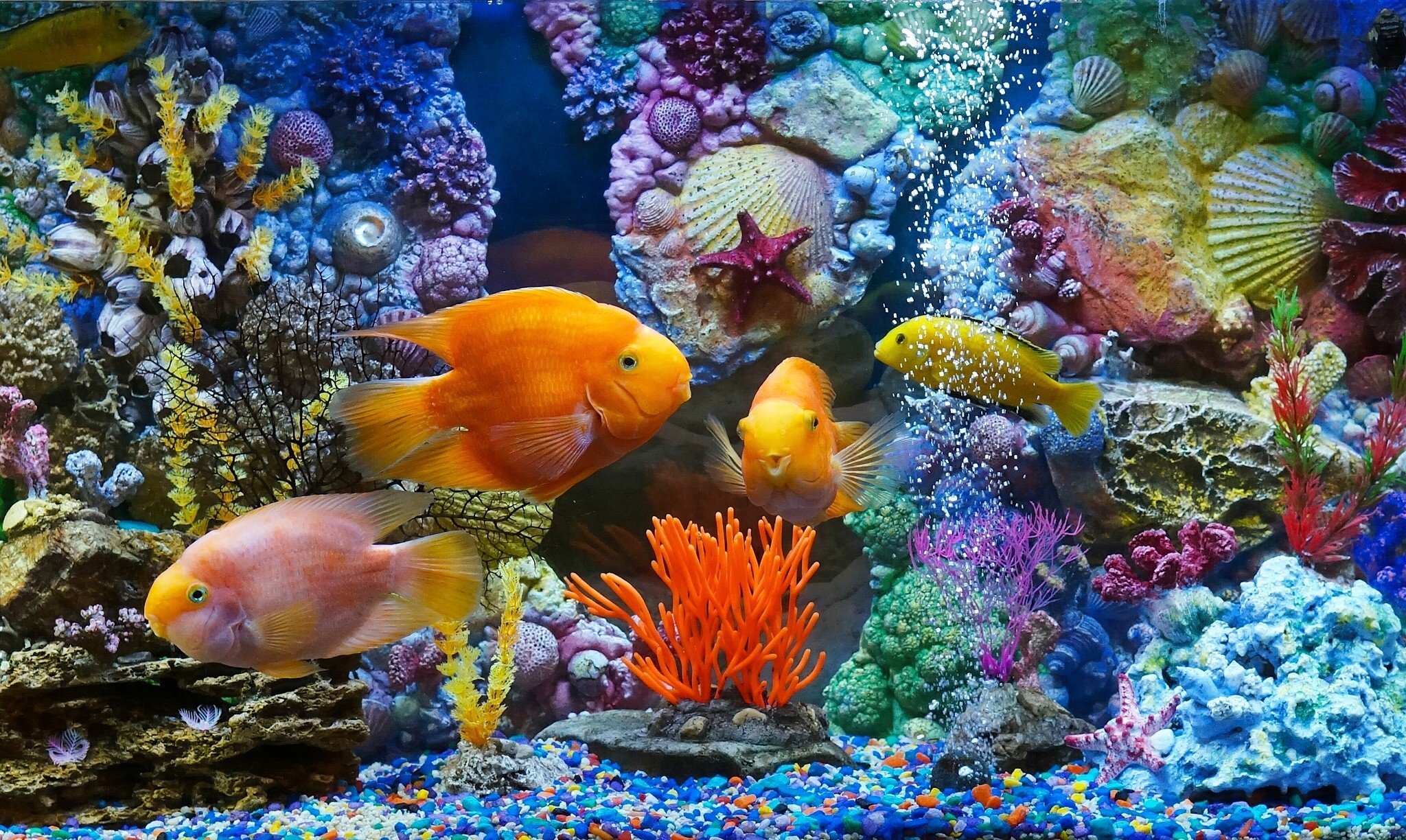 Aquarium Desktop Wallpaper