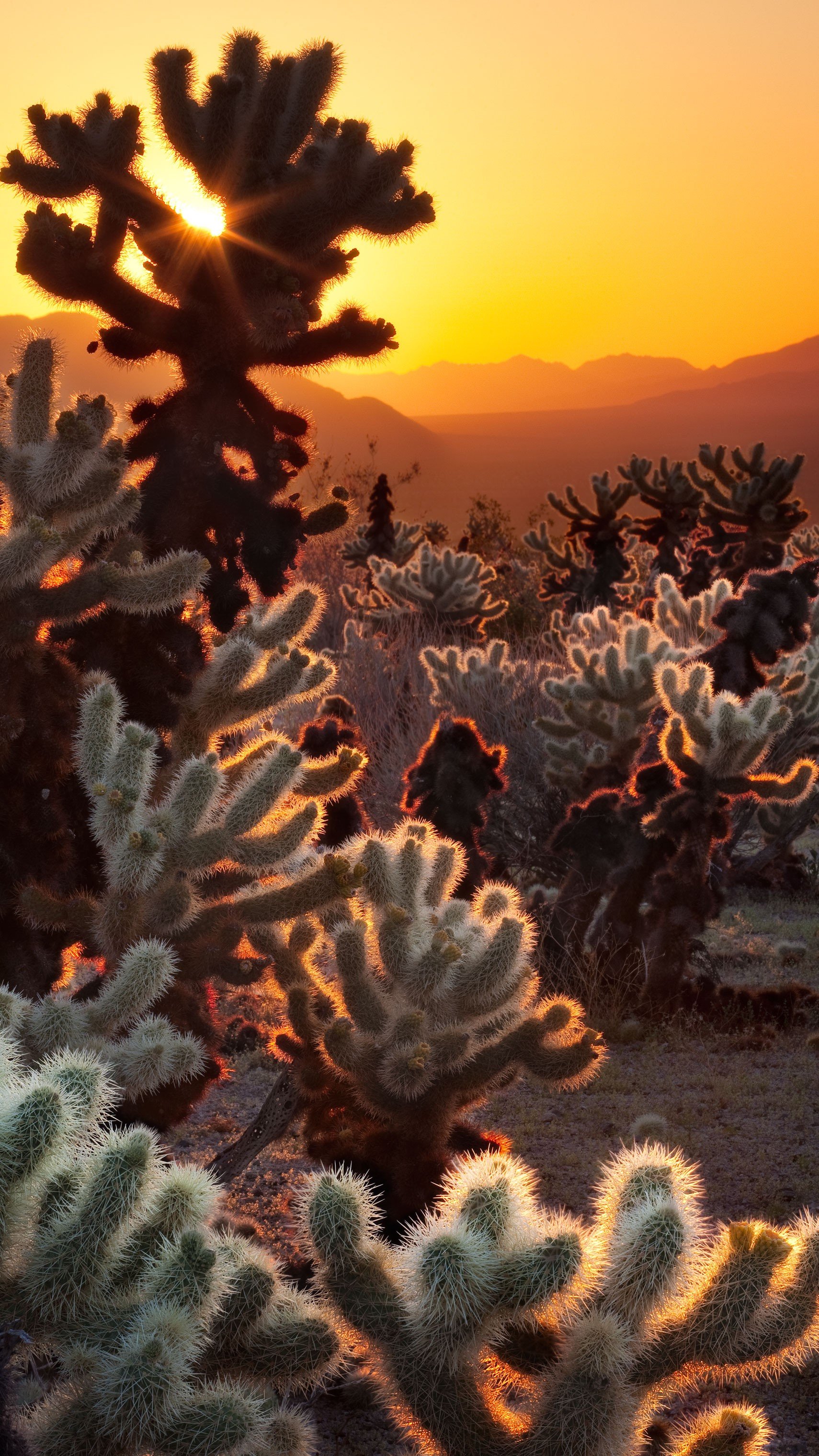 desert, Cactus Wallpapers HD / Desktop and Mobile Backgrounds