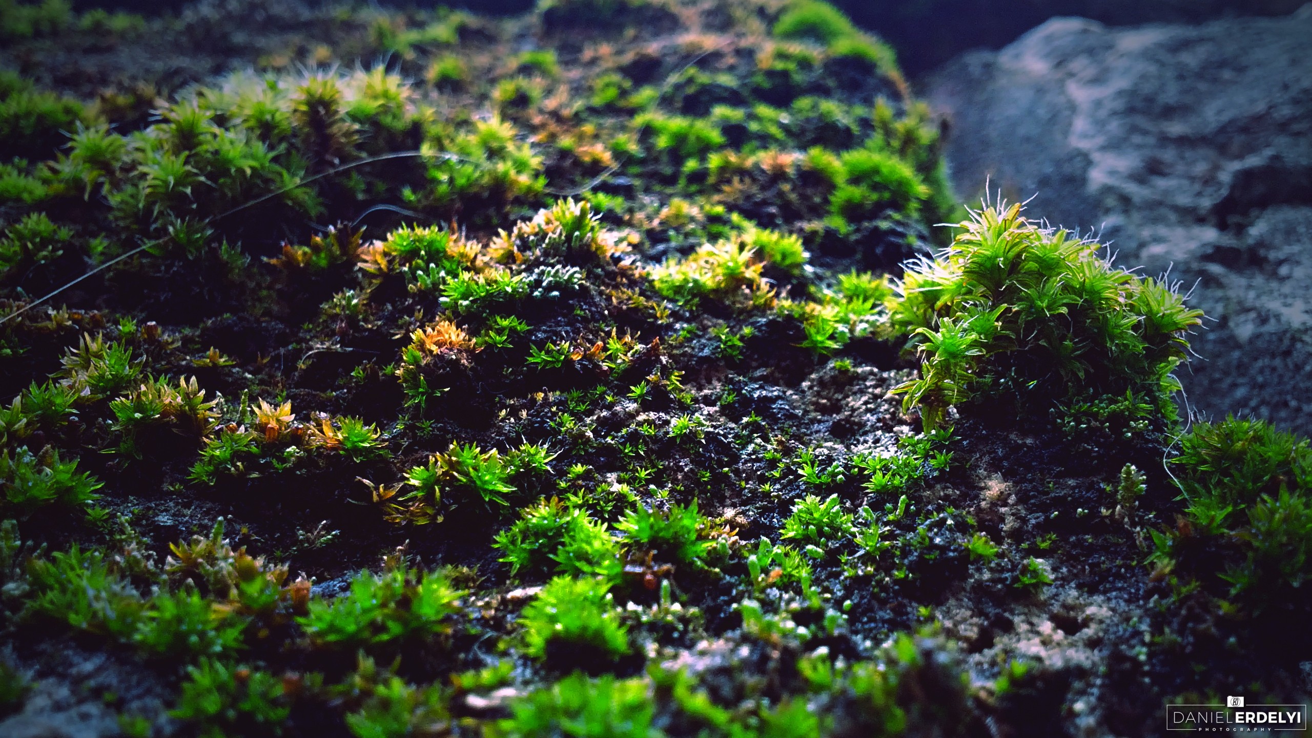 moss, Macro, Photography, Green Wallpapers HD / Desktop and Mobile
