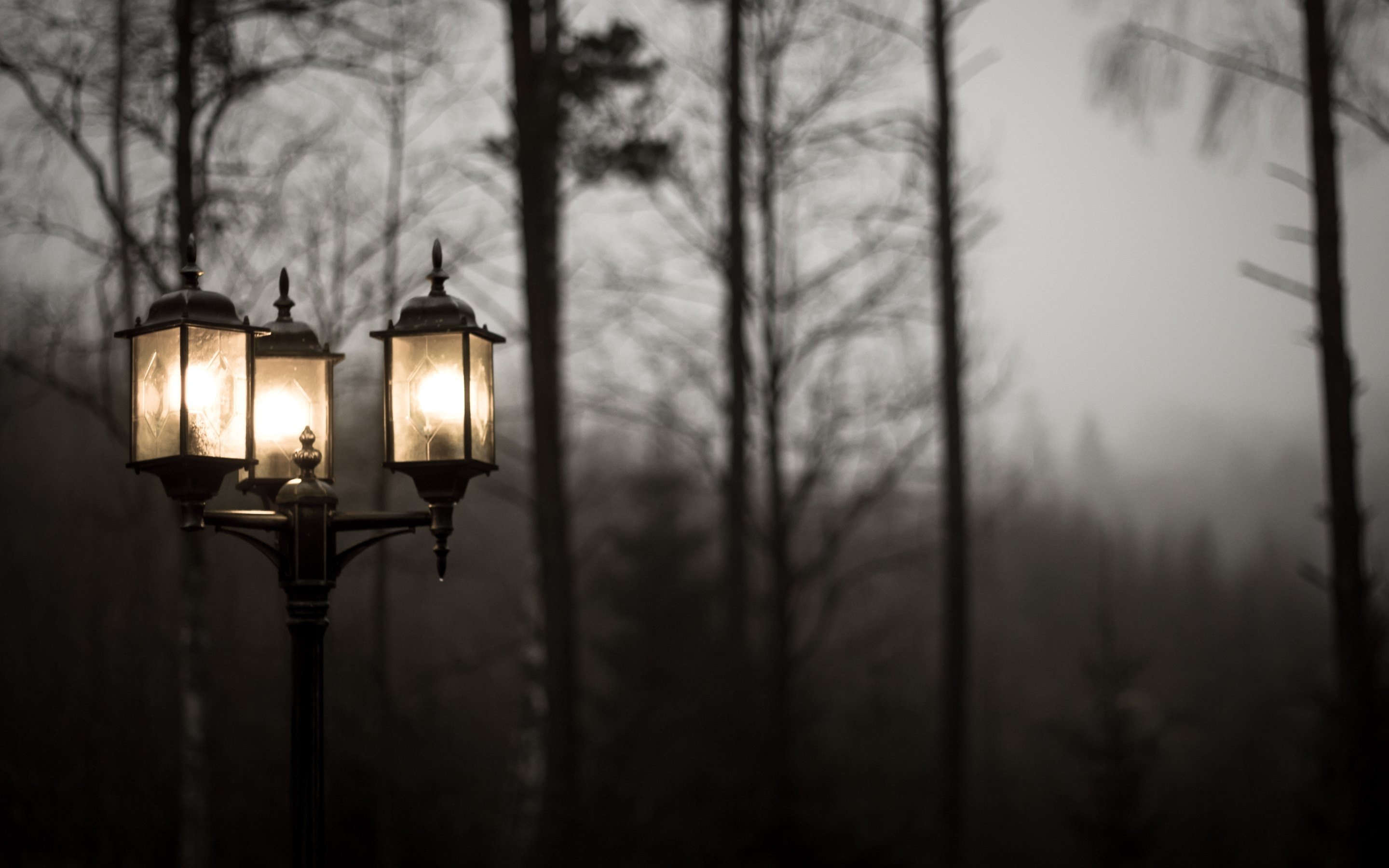 street light, Trees, Lights, Mist, Photography Wallpapers HD / Desktop