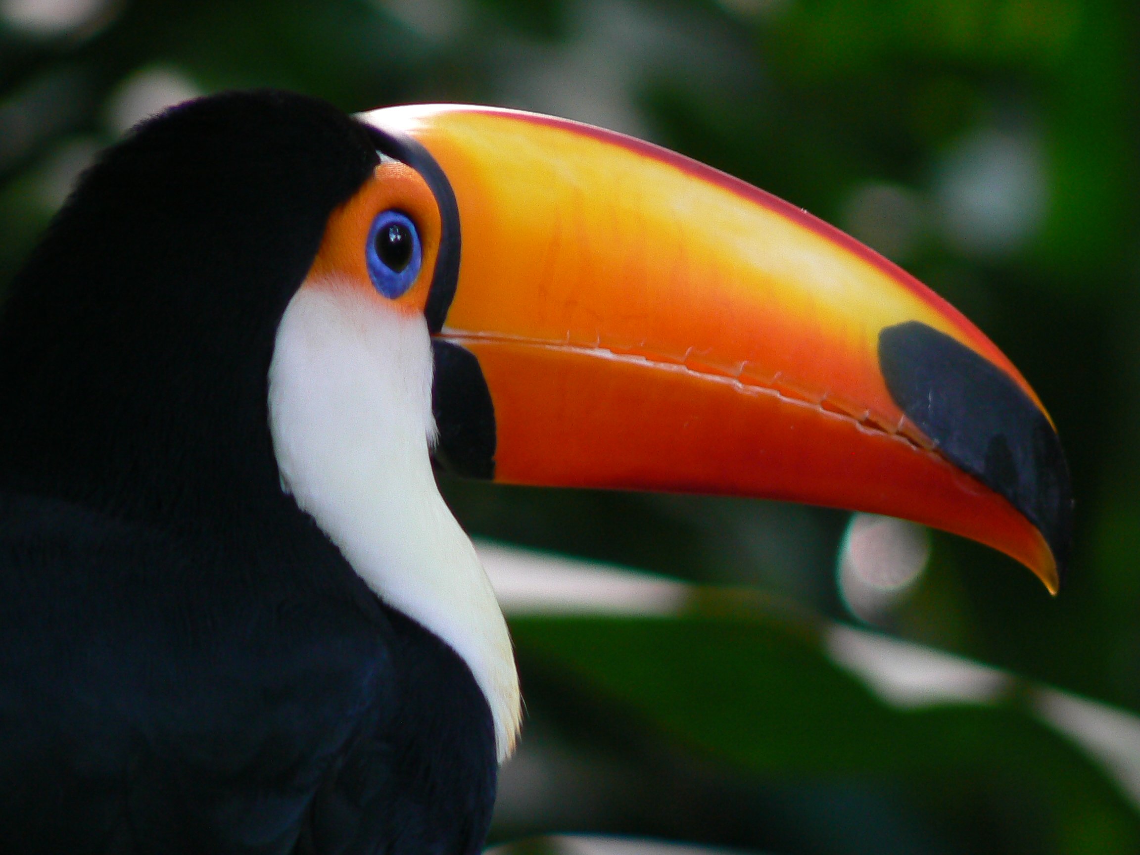 Toucan Parrot Bird Tropical Wallpapers Hd Desktop And Mobile