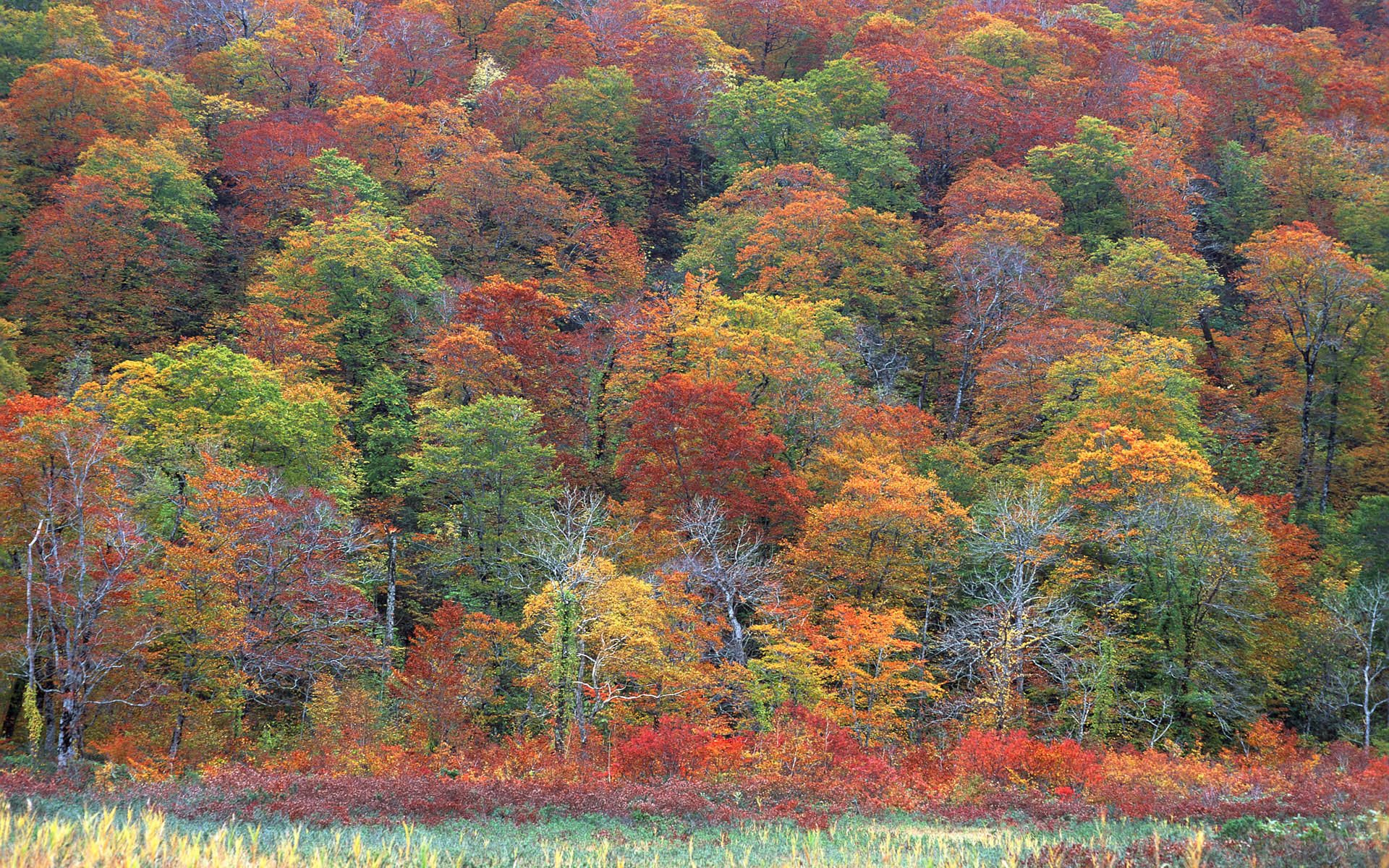 Лесов Таинственная Сень Фото – Telegraph