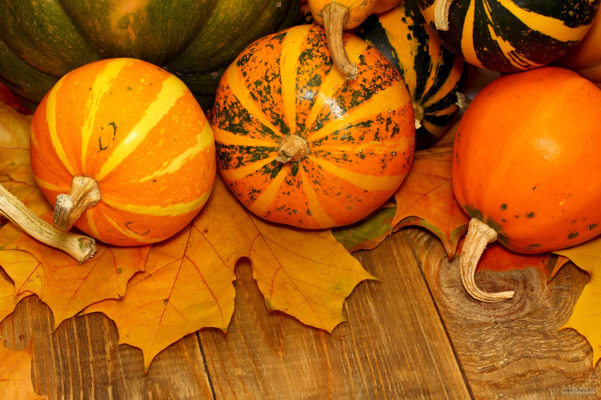 Autumn Fall Landscape Nature Tree Forest Leaf Leaves Pumpkin