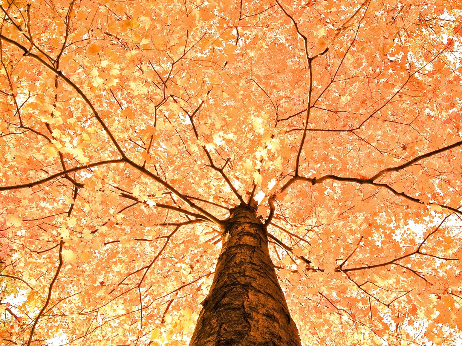 Autumn Fall Season Nature Landscape Leaf Leaves Color Seasons