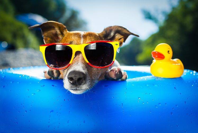 Funny duck toy and dog sunglasses HD Wallpaper Desktop Background