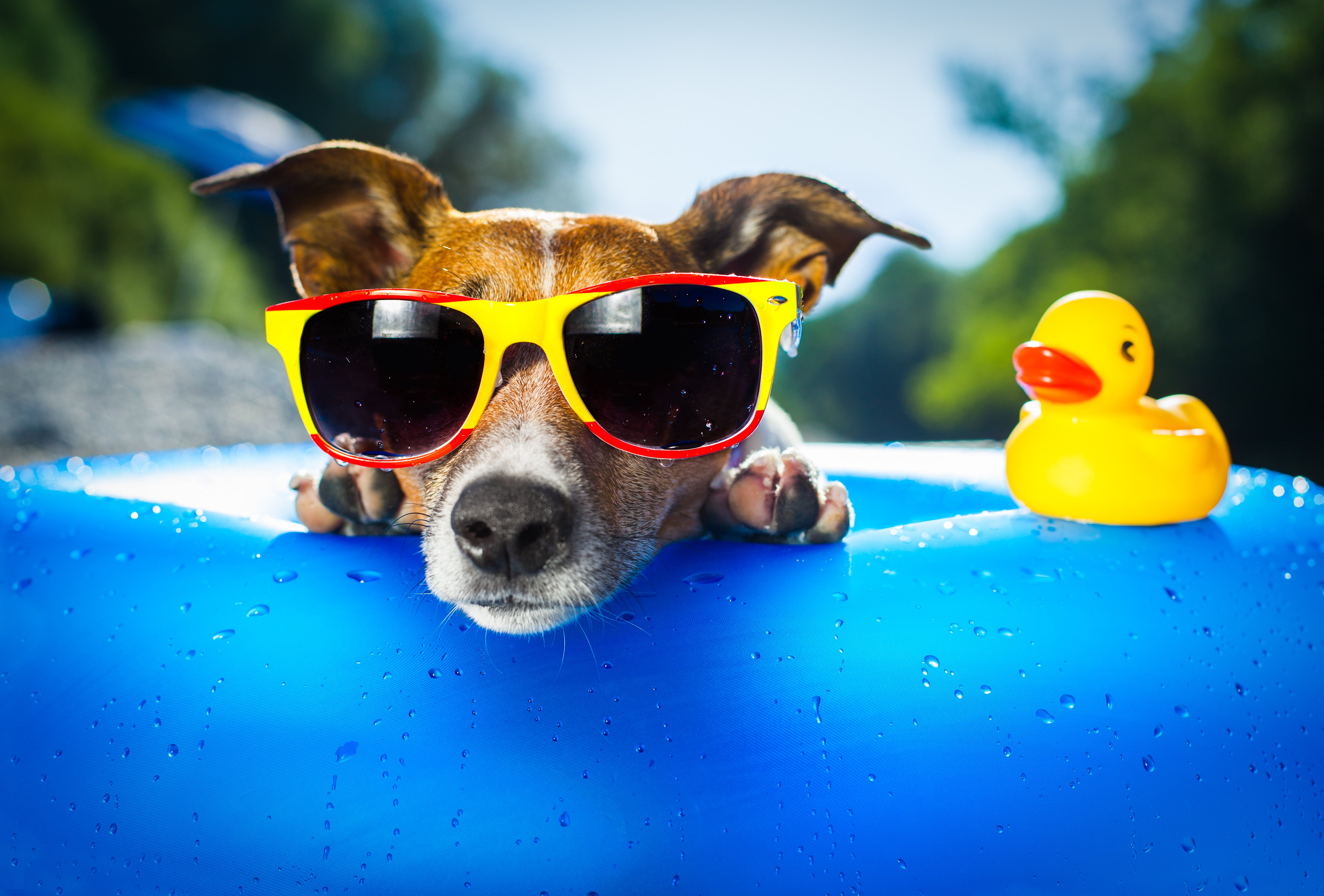 Funny duck toy and dog sunglasses  Wallpaper