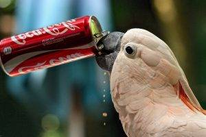 parrot drink Coca-Cola