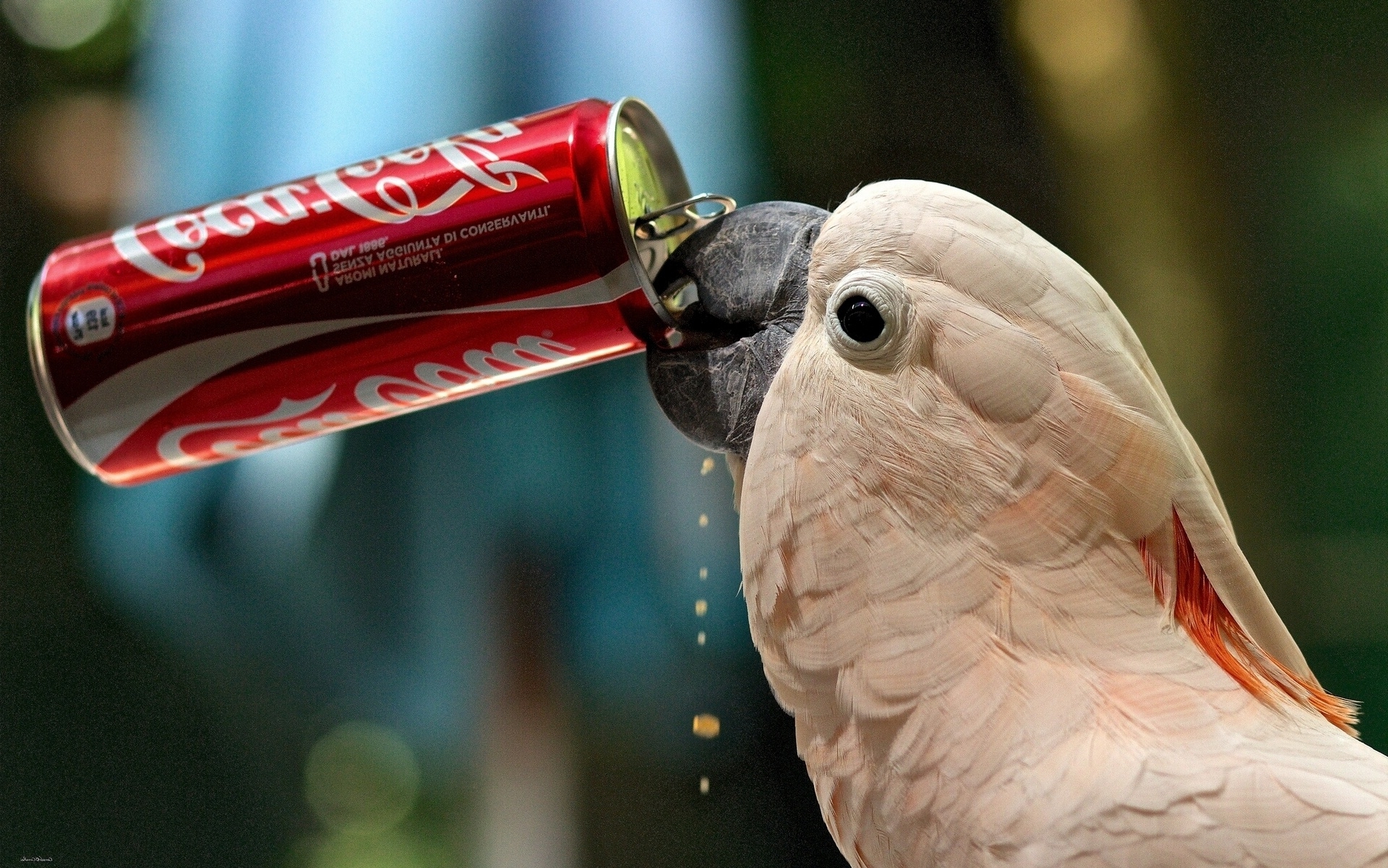 parrot drink Coca-Cola Wallpaper