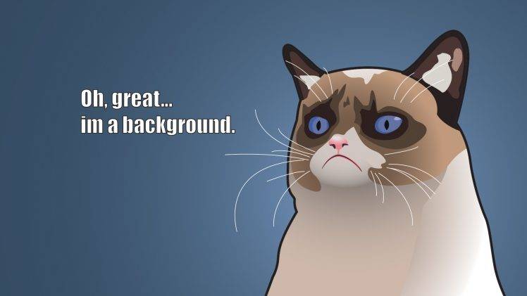 Oh great Cat HD Wallpaper Desktop Background